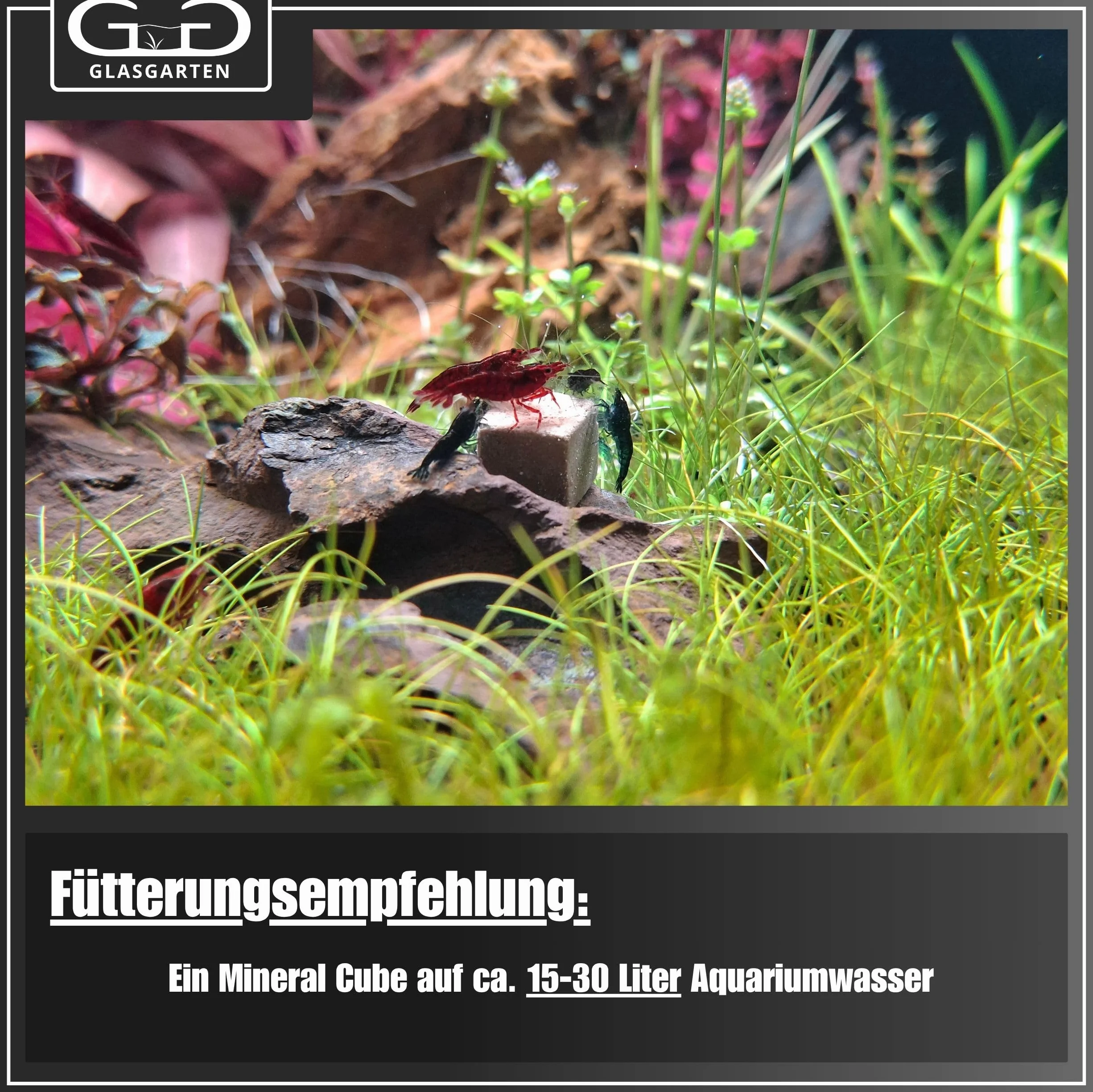 GlasGarten Mineral Woody Cubes | 8 pezzi – Mangime complementare/minerale per gamberetti decorativi, lumache e gamberi con minerali e fibre di legno