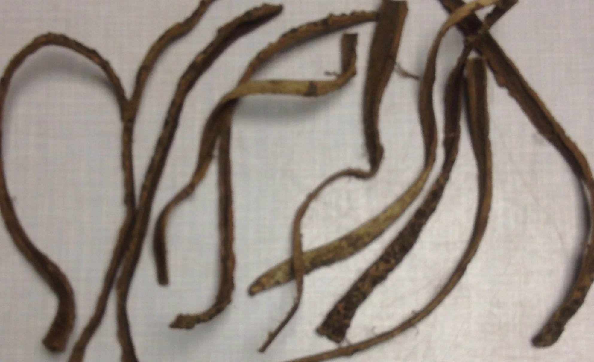 10 corteccia di mandorli marini, circa 2 cm x 15 cm (= 50 grammi), spedizione lampo – Catappa Bark