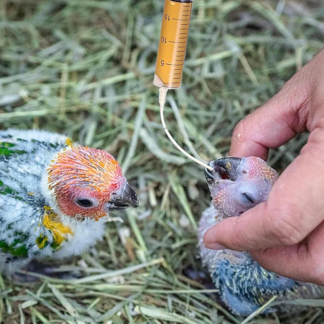 10 Pz Alimentatore Pappagalli, Inclusa 1 Siringa da 10 ml, Uccelli Alimentazione Tubi Veloce Alimentazione Tubo per Bambino Pet Uccelli