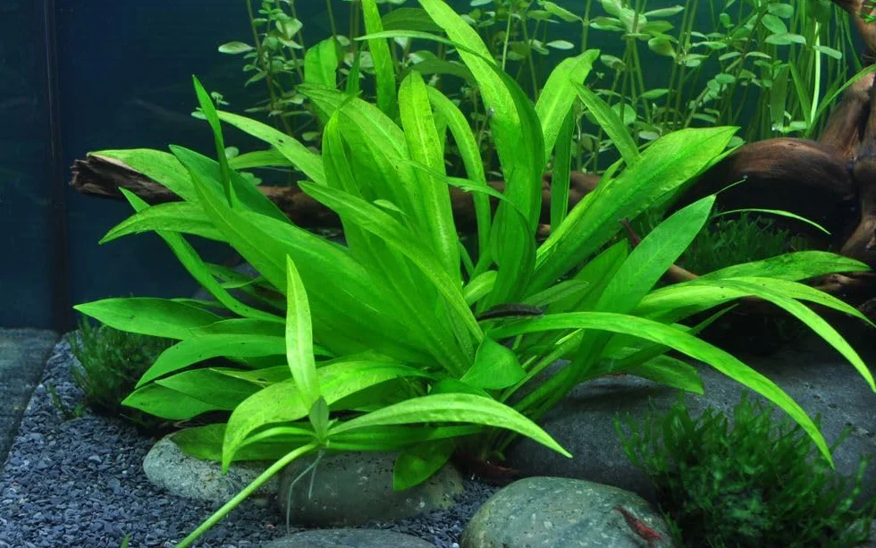 AquaOne Pianta d'Acquario Helanthium 'Quadricostatus' I Pianta Acquario Rosetta completamente radicata facile da pulire Aquascaping Decorazione