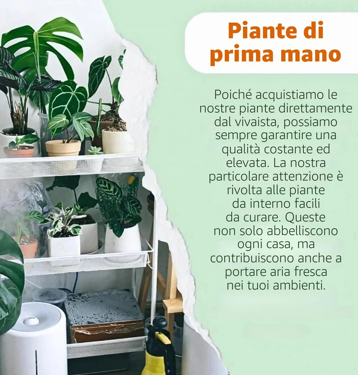 Set di 3 piante "erba gatta", +/- 20 – 30 cm, vaso dal diametro 10 – 15 cm, 3x erba gatta per casa e ufficio, atossica e adatta agli animali, qualità dal professionista delle piante, spedizione rapida