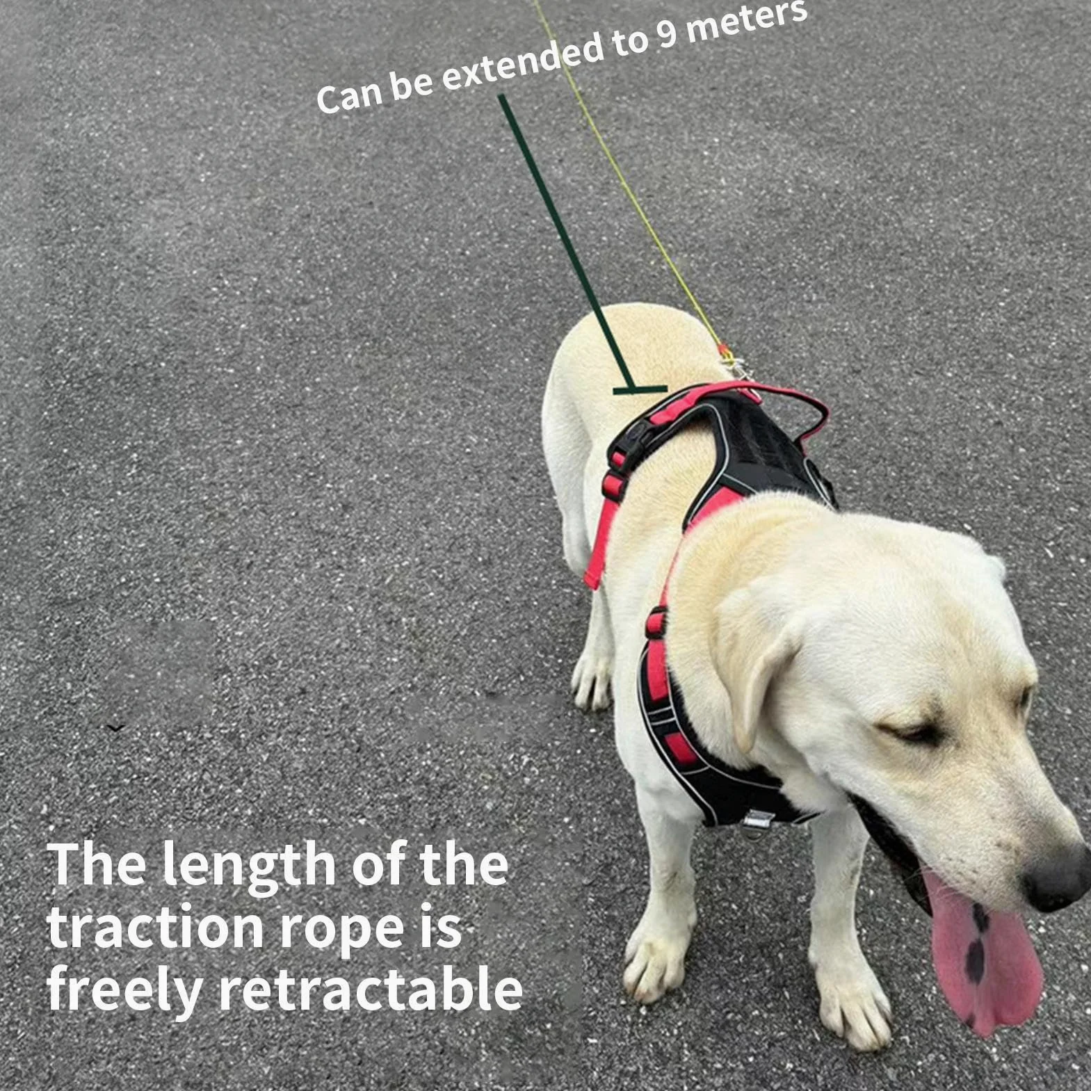 Guinzaglio Retrattile Per Cani Strumento Lungo Di Facile Conservazione | Estensibile da Parete per Cuccioli e Cani Adatto A Animali Passeggiata Corsa Escursionismo Campeggio Spiaggia Cortile Giard