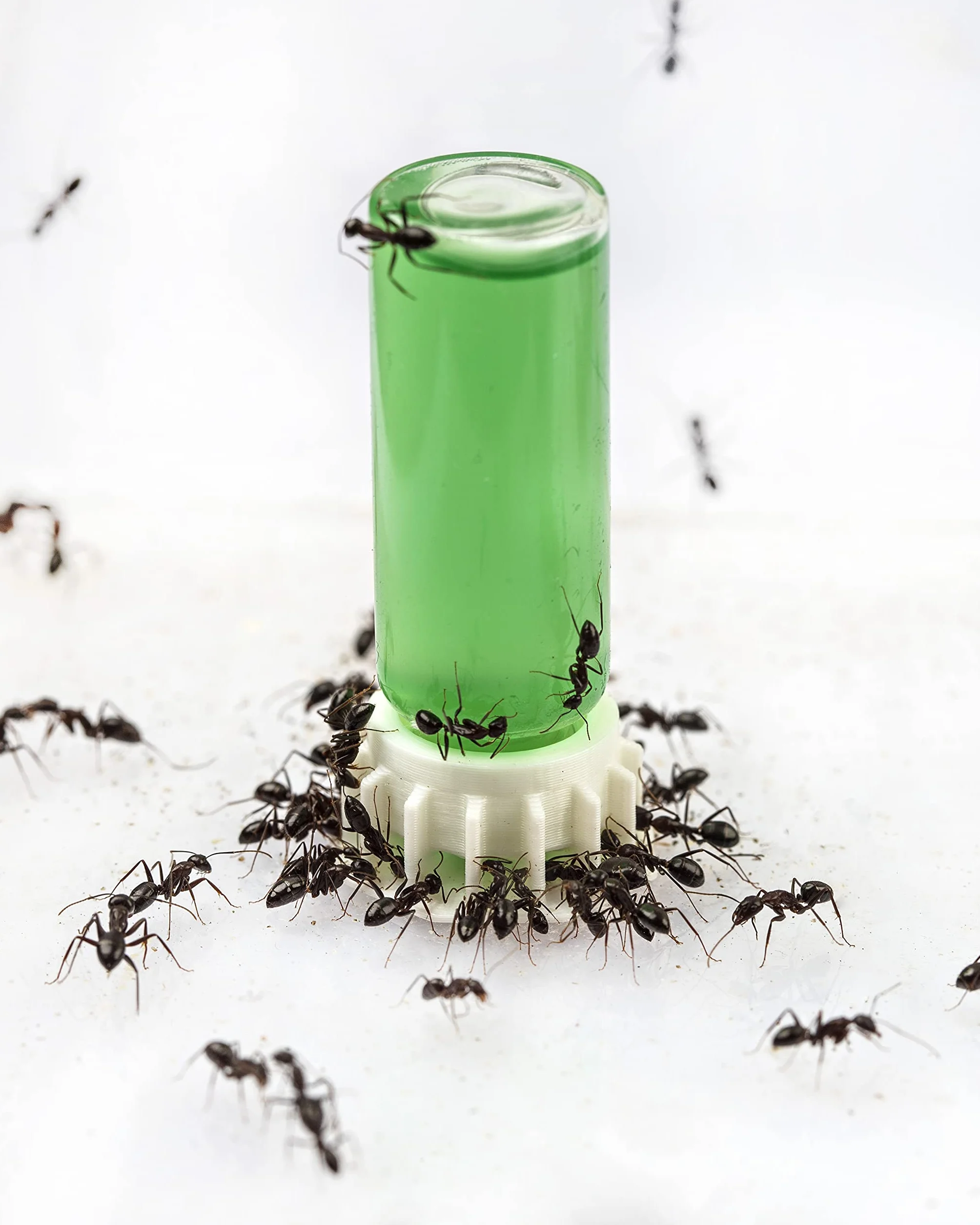 AntHouse - Super Alimento per Formiche Nettare Alimentare Verde 50 ml | A Base di Zucchero, Integratore Ideale per Il Vostro Terrario | Cibo per Formiche per Fornire L’Energia Necessaria