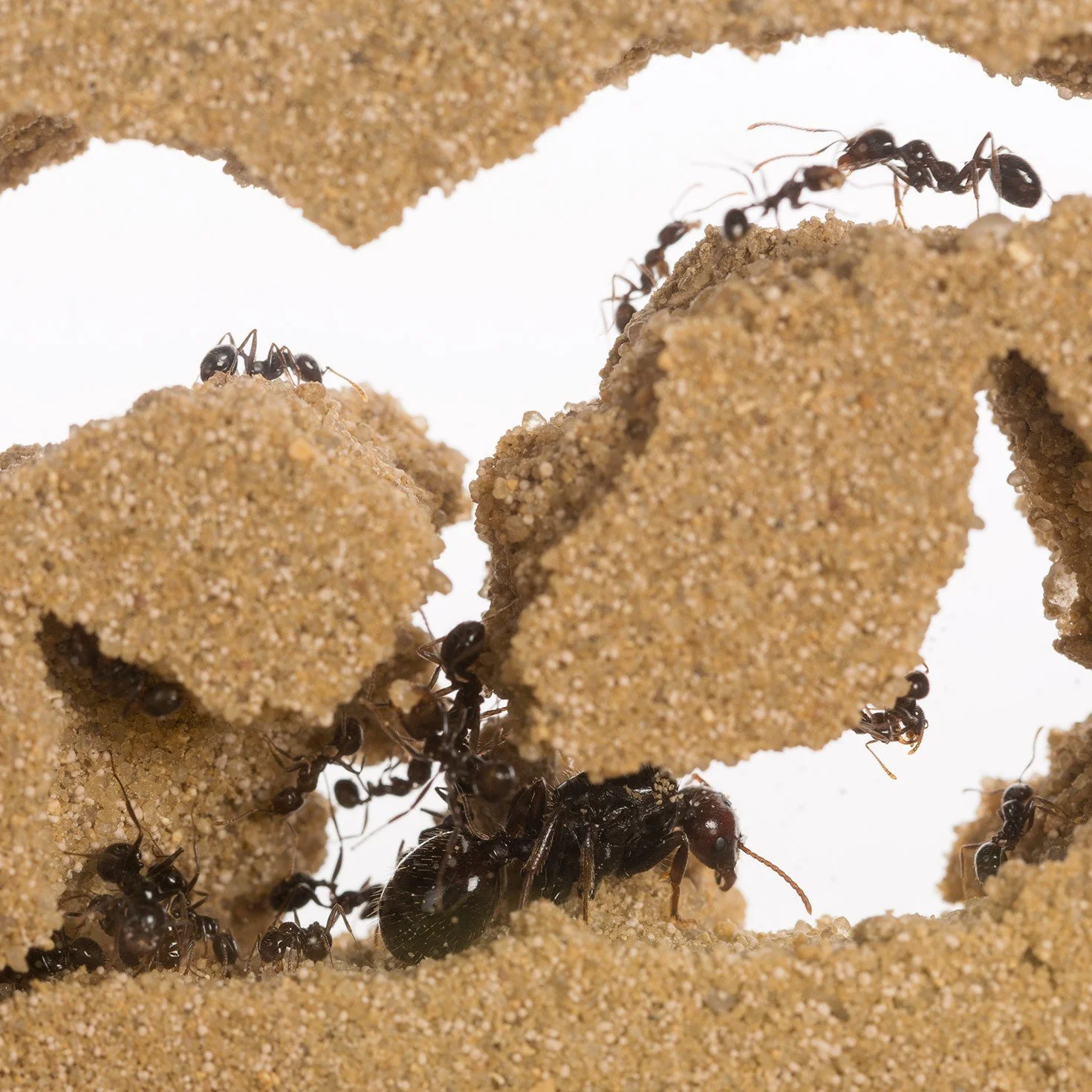 AntHouse - Formicaio Naturale di Sabbia | Kit T Acrilico 15x15x1,5 cm | Formiche Incluse con Regina