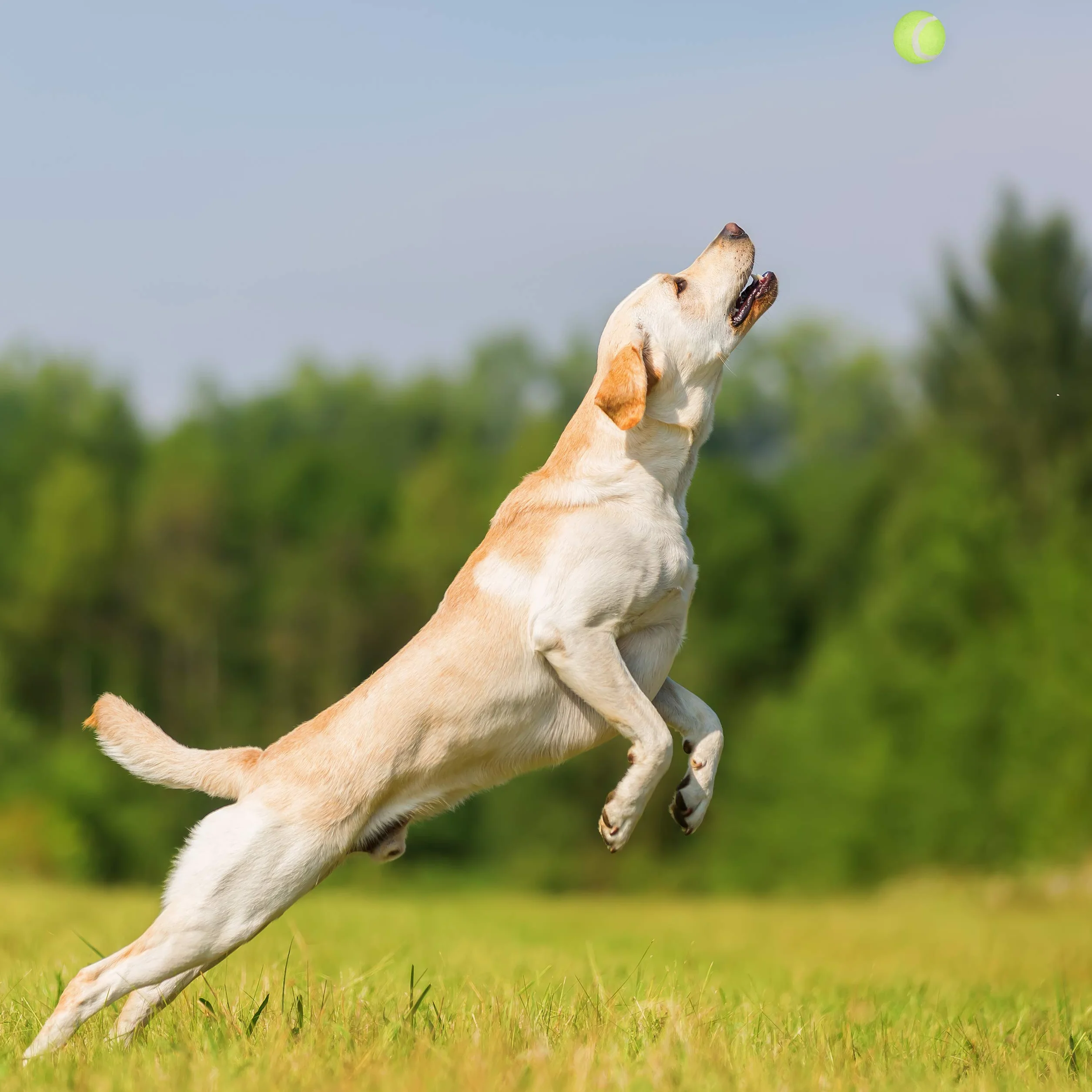 Relaxdays Lancia Palla per Cani, Set da 2 Giocattolo Ball Launcher per Animali Domestici, 5 Palline da Tennis, Blu Verde
