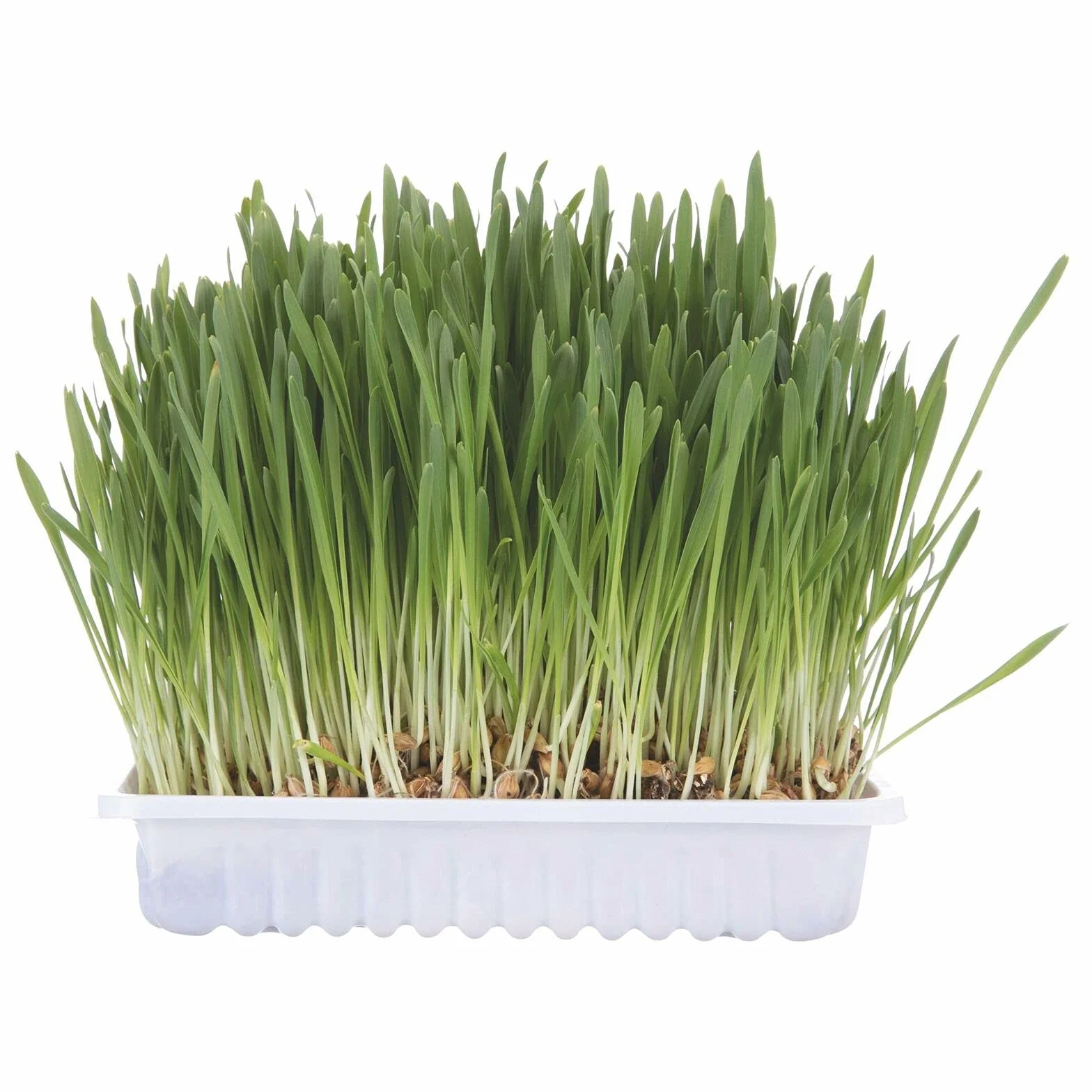 Trixie TX 4235 - Cat Grass Bowl, 100gr