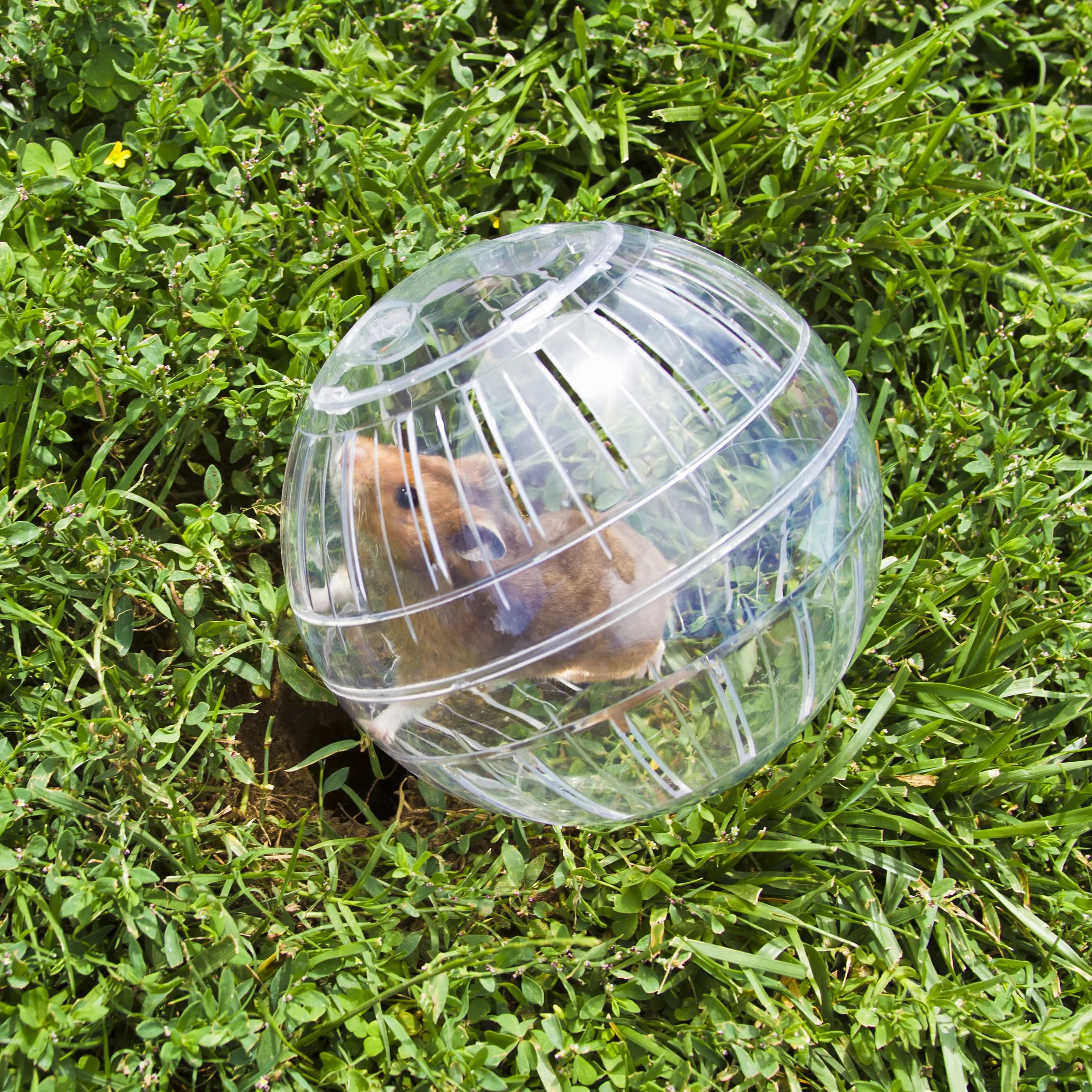 Relaxdays Palla per Criceto, Jogging Ball per Criceti & Roditori, da Esercizio, Giocattolo per Camminare, Plastica, 14 cm, Trasparente