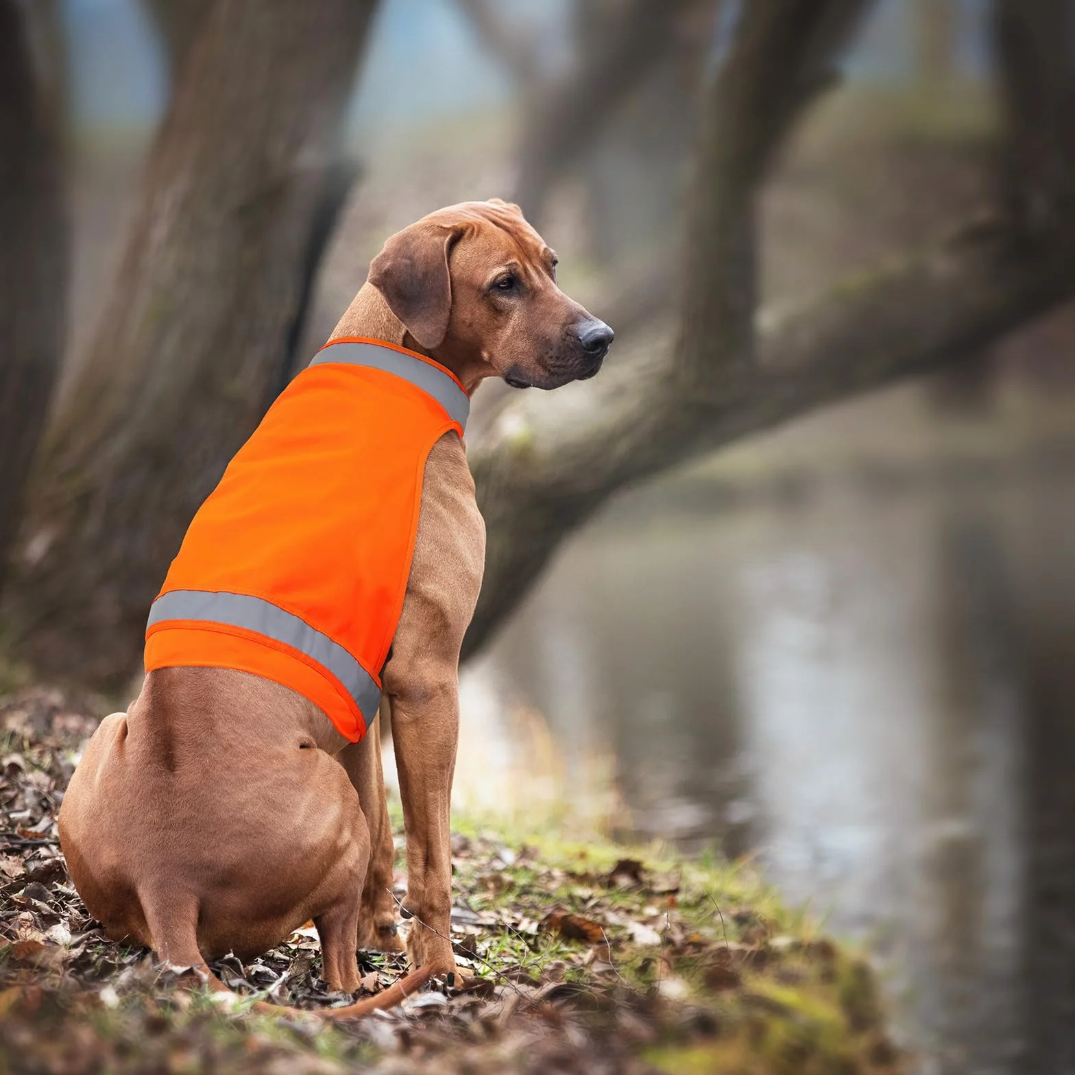 2 gilet di sicurezza per cani, gilet fluorescente da caccia per cani, mantiene i cani al sicuro da auto e incidenti di caccia, cappotto riflettente per cani per passeggiate notturne