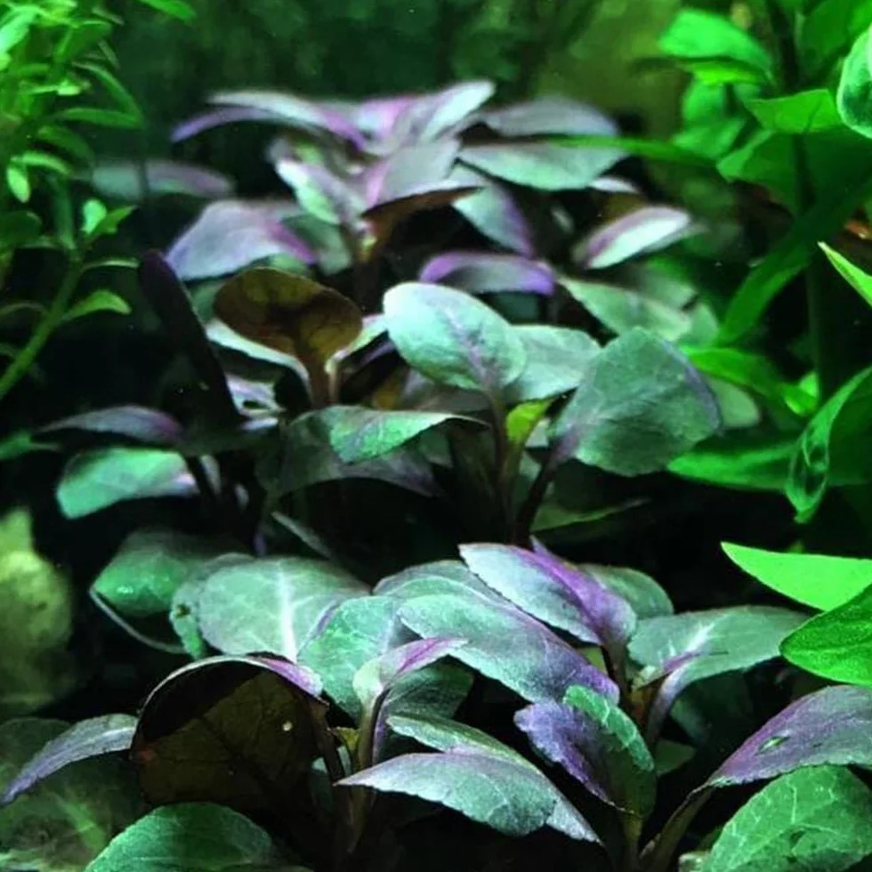 Lobelia Cardinalis – Pianta Viva per Acquario Facile – Ideale per Neofiti – Crescita Rapida, Foglie Rosso-Verdastre