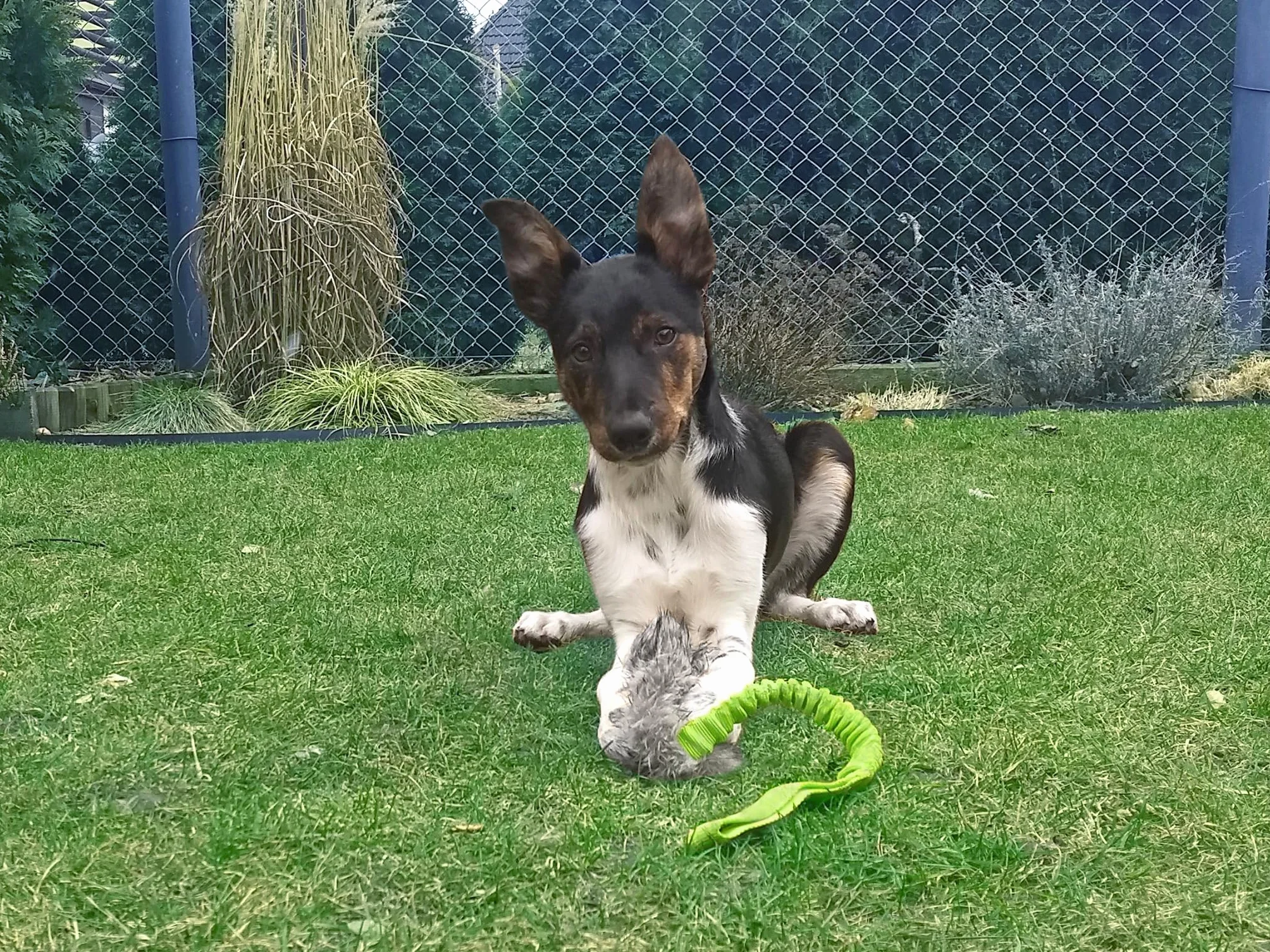 Dingo Giocattolo per Cane in Pelliccia Sintetica, Esca Squeaker 55 cm con Manico Elastico per Agilità, Addestramento, Riporto, Caccia e Gioco – Verde (15584-2)