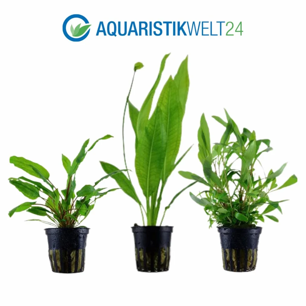 AquaOne Set di 5 piante acquatiche per acquario, piante acquatiche per principianti, aroma: igrophila Cryptocoryne Eleocharis Anubias I set con 5 piante per acquario