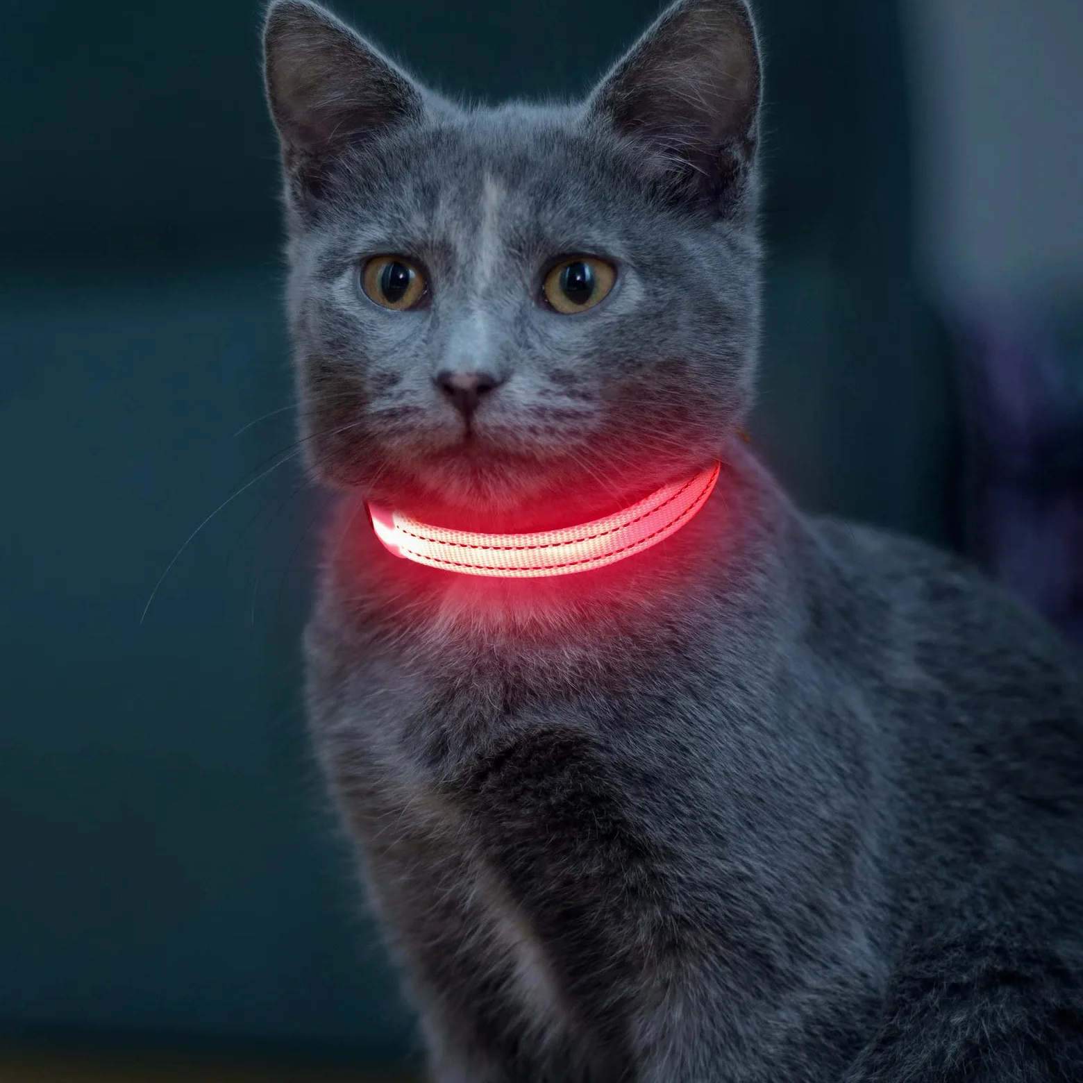 Vizpet Collare per cani a LED ricaricabile USB e XS regolabile in nylon, collare di sicurezza luminoso per cani e gatti di piccola taglia (rosa)