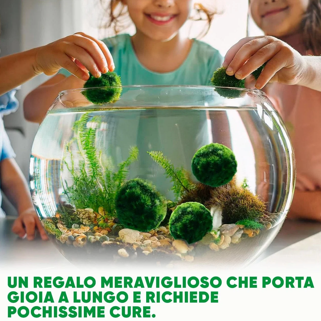 Marimo Alga Viva - 21 - Alga Palla Naturale per Acquario Piante Vere Acquario Acqua Dolce Ecosistema Autosufficiente Marimo Regalo, Moss Ball 2-4 cm per Nano e Grandi Acquari