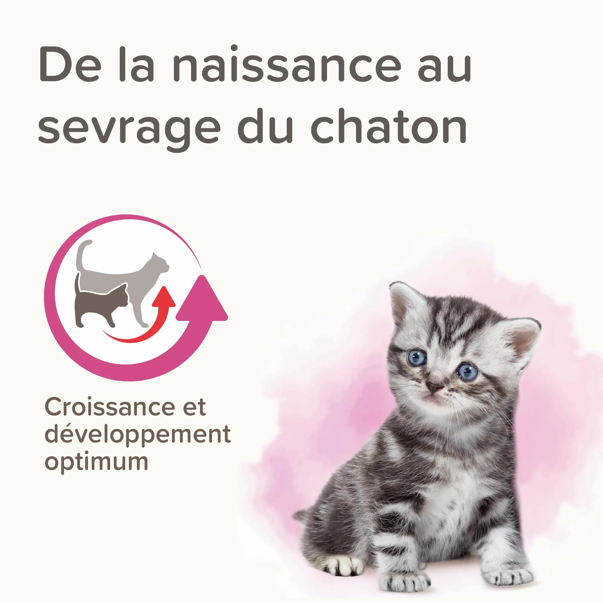 Beaphar Lactol, Latte in Polvere per Gattini, Sostituzione del Latte materno