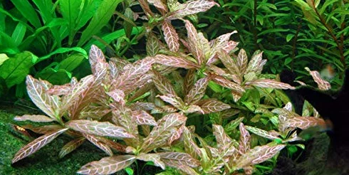 Hygrophila Polysperma Rosanervig 1 Mazzo Piante vive per acquario