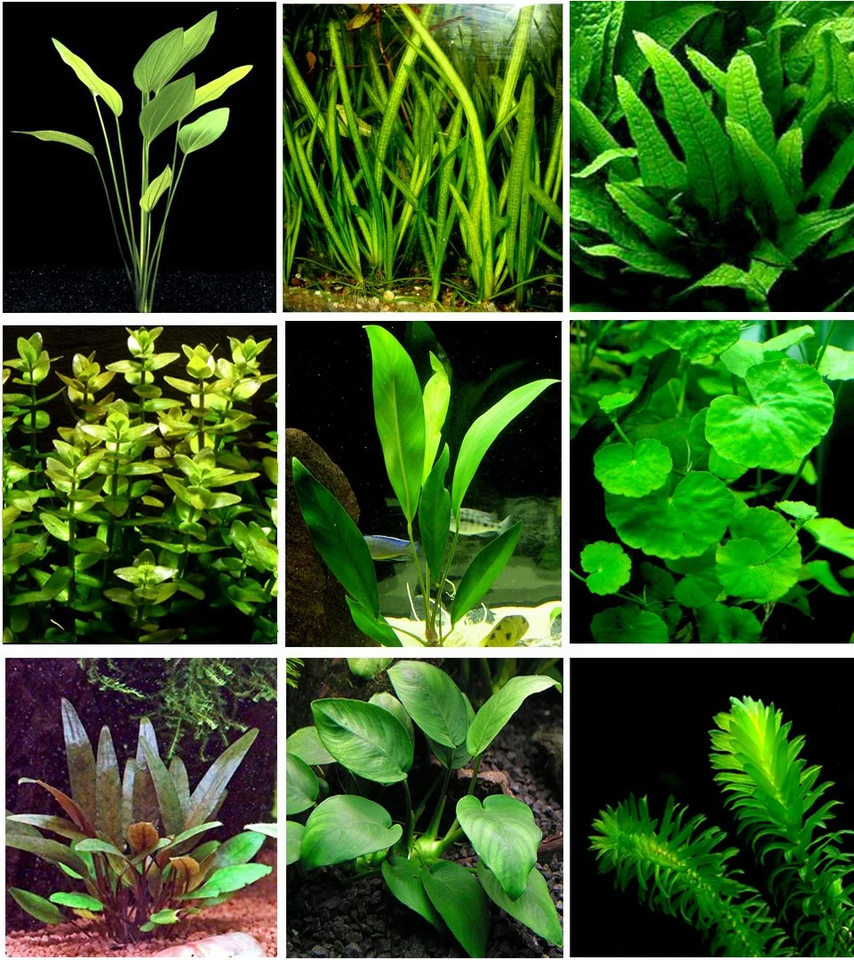 25 piante vive per acquario / 9 diversi tipi – Echinodorus amazonicus, Anubias, felce di Giava, Ludwigia e molte altre Un bel gruppo di piante acquatiche per acquari da 45 – 68 litri.