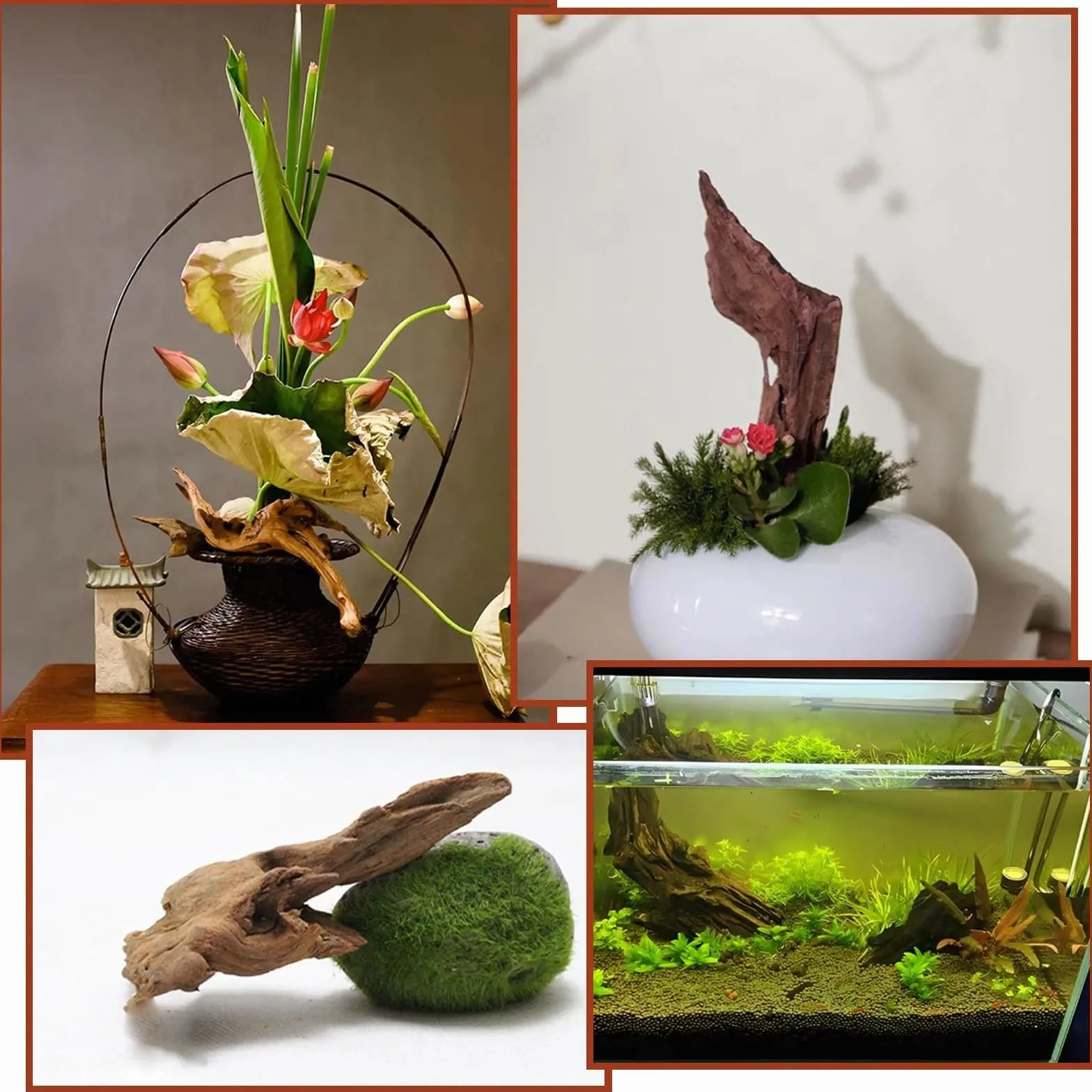 4 Pezzi Legno di Mangrovia per Acquario 10-15 cm, Radici Naturali in Legno per Decorazione, Legno per Acquario e Terrarium, Nascondiglio per Gamberi e Pesci