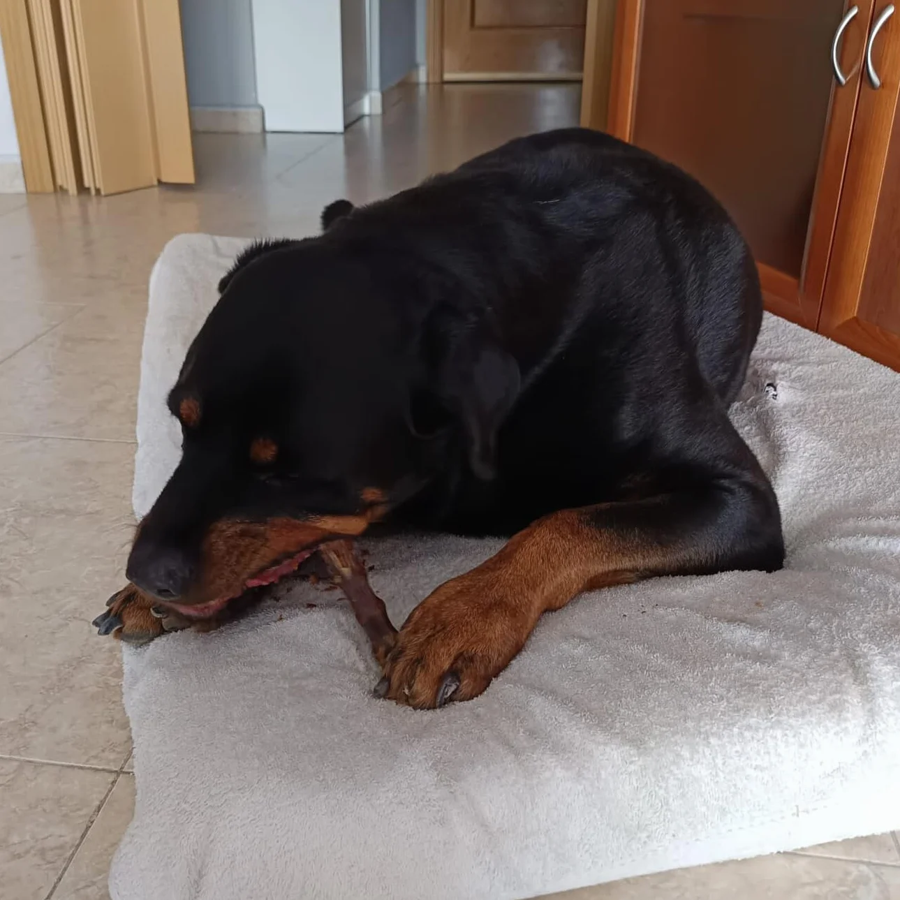 Collo di Anatra per Cani, 1 kg | Snack Naturale Essicato per Cani e Cuccioli
