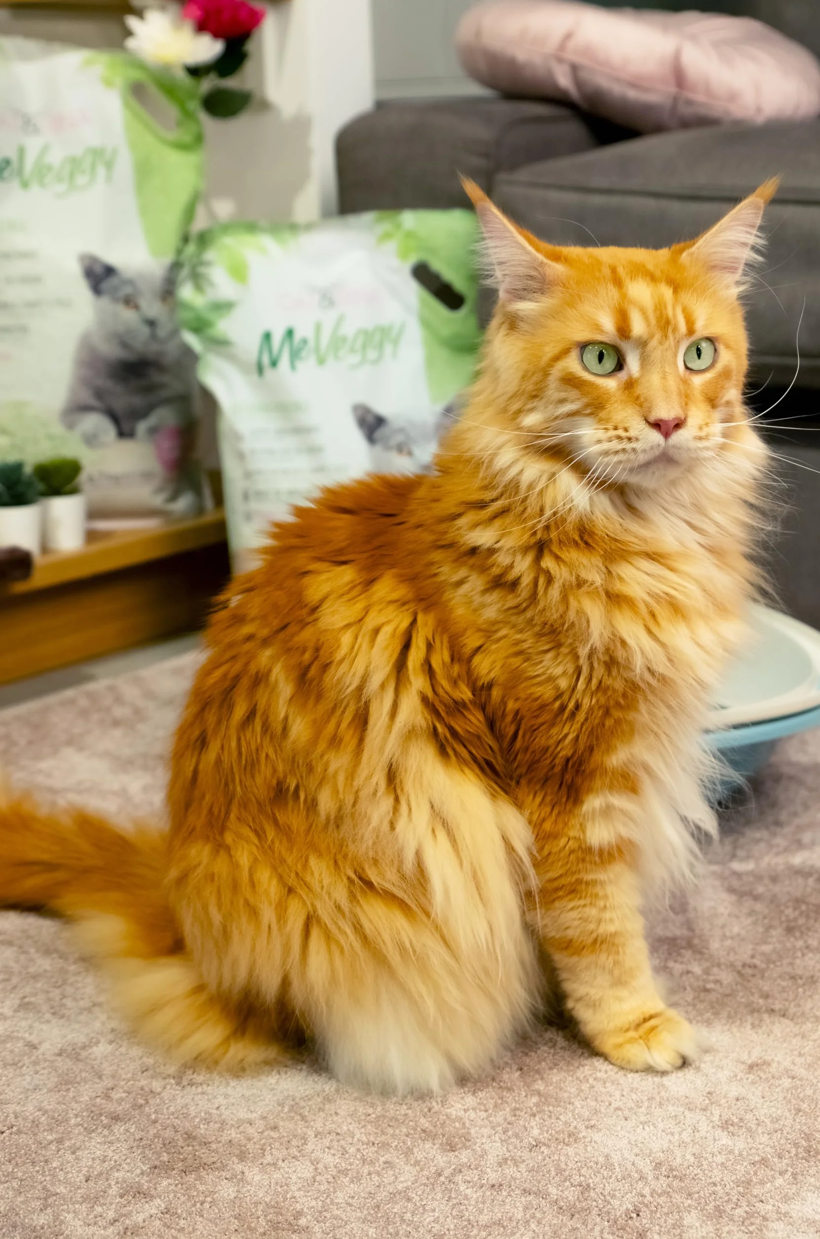 Cat&rina MeVeggy Lettiera Vegetale per Gatti da 15L di lunga durata. Sabbia Naturale e Agglomerante, smaltibile nell'organico o nel WC. Neutralizza gli odori e non si attacca a zampe e pelo.