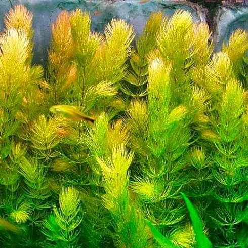 Hornwort Red Stems - Ceratophyllum Demersum Rotstengelig - 1 Mazzo - Piante vive per acquario