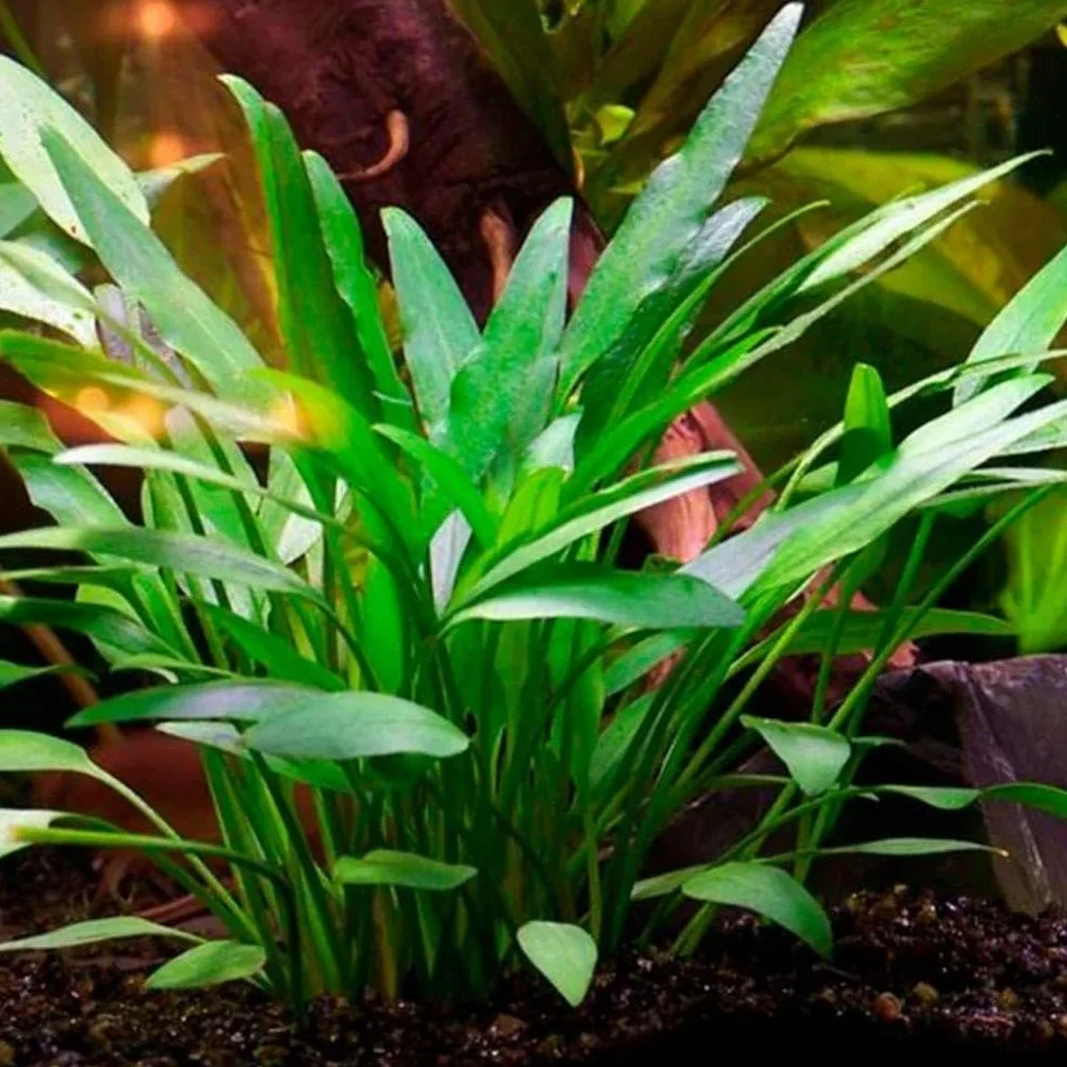 Tris Cryptocoryne “Nevellii” – Piantine Acquatiche Tappezzanti | Ideali per Neofiti ed Acquari Naturali