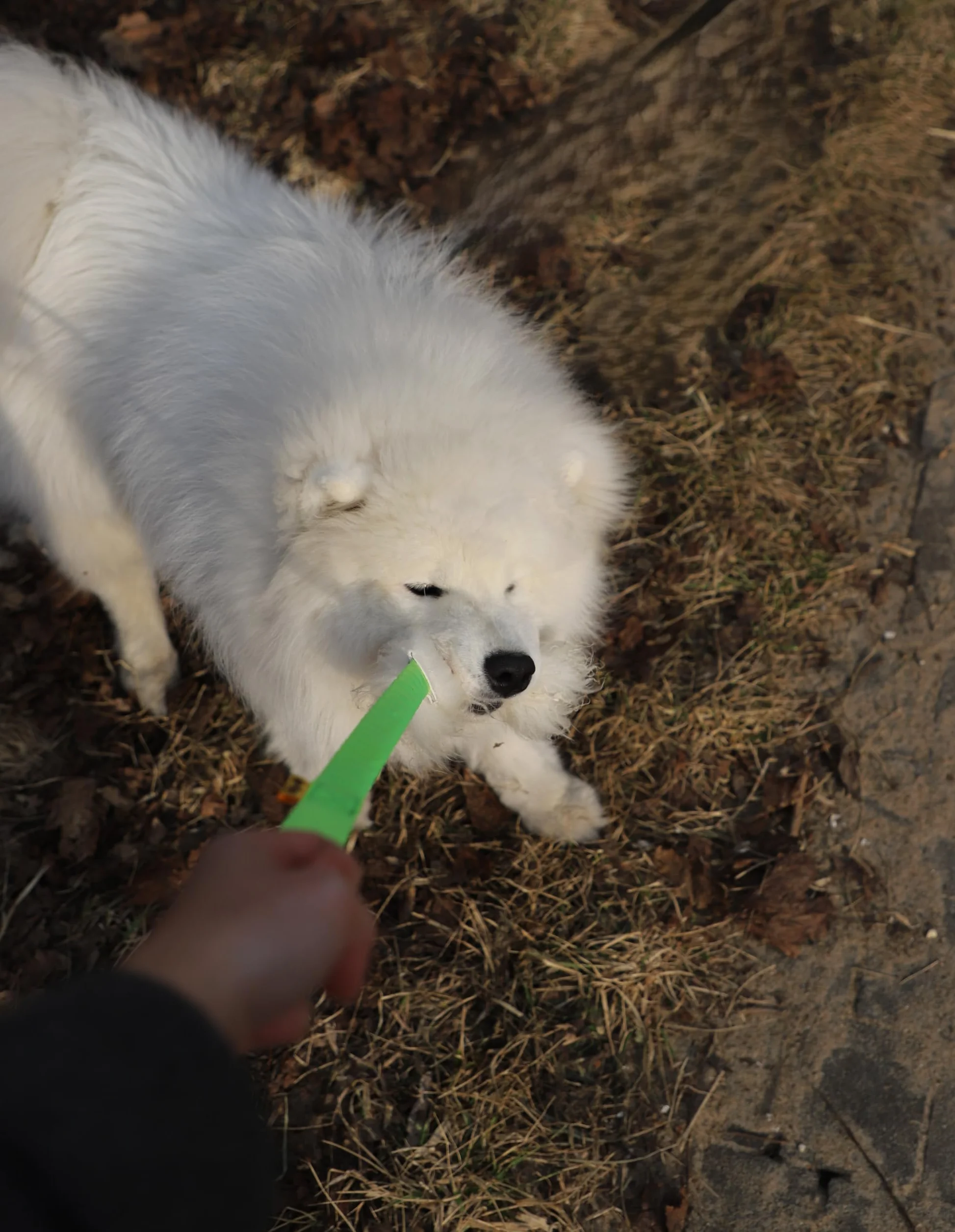 Dingo 15581 - Giocattolo per cani, in pelle di pecora con elastico verde, motivazione agilità, per allenamento e divertimento