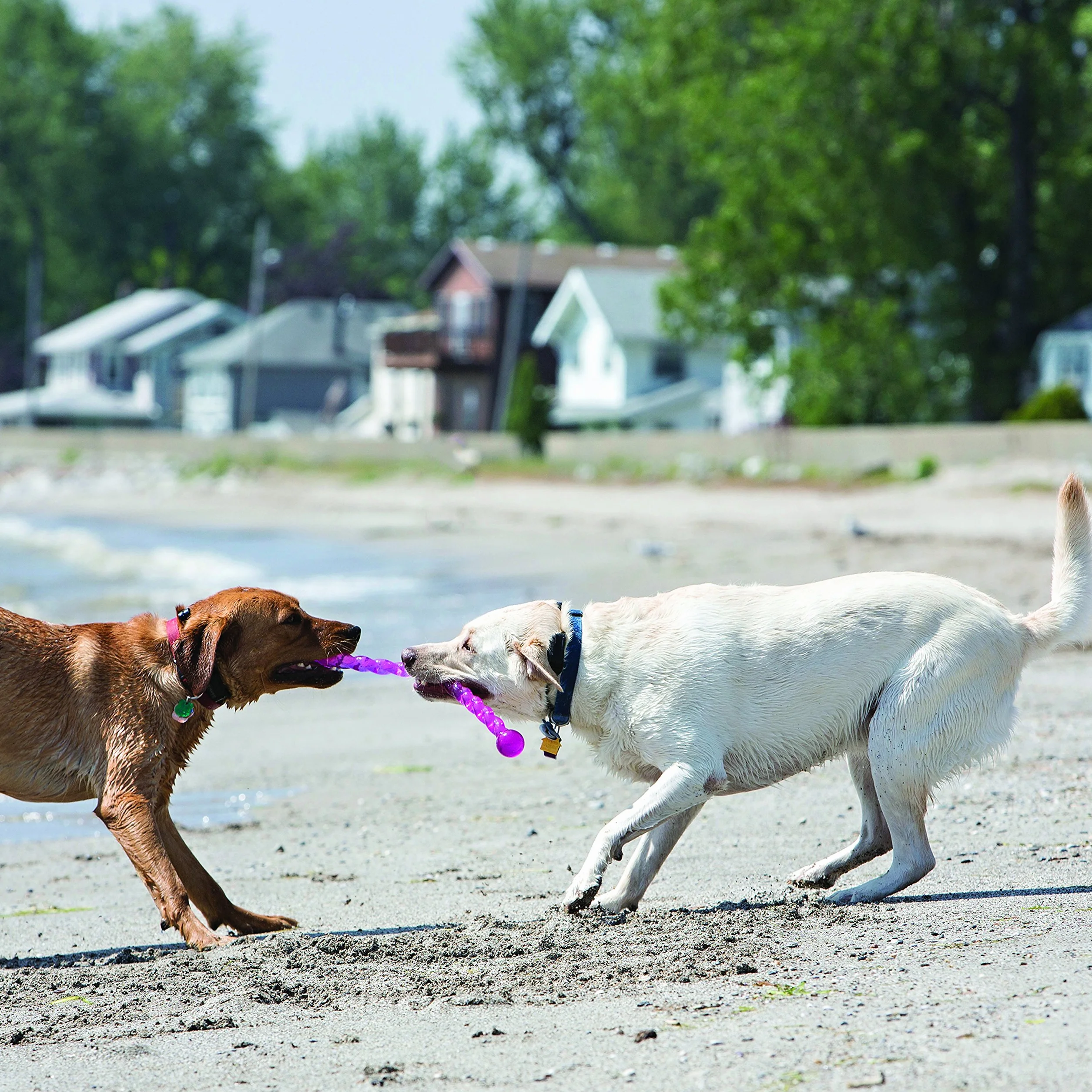KONG Safestix - Giocattolo per cani, colori assortiti