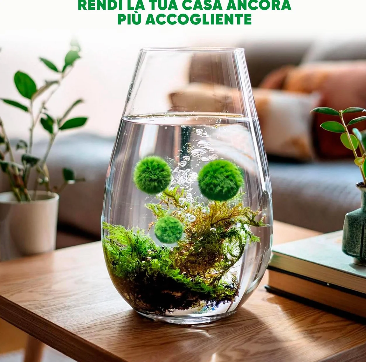 Marimo Alga Viva - 21 - Alga Palla Naturale per Acquario Piante Vere Acquario Acqua Dolce Ecosistema Autosufficiente Marimo Regalo, Moss Ball 2-4 cm per Nano e Grandi Acquari