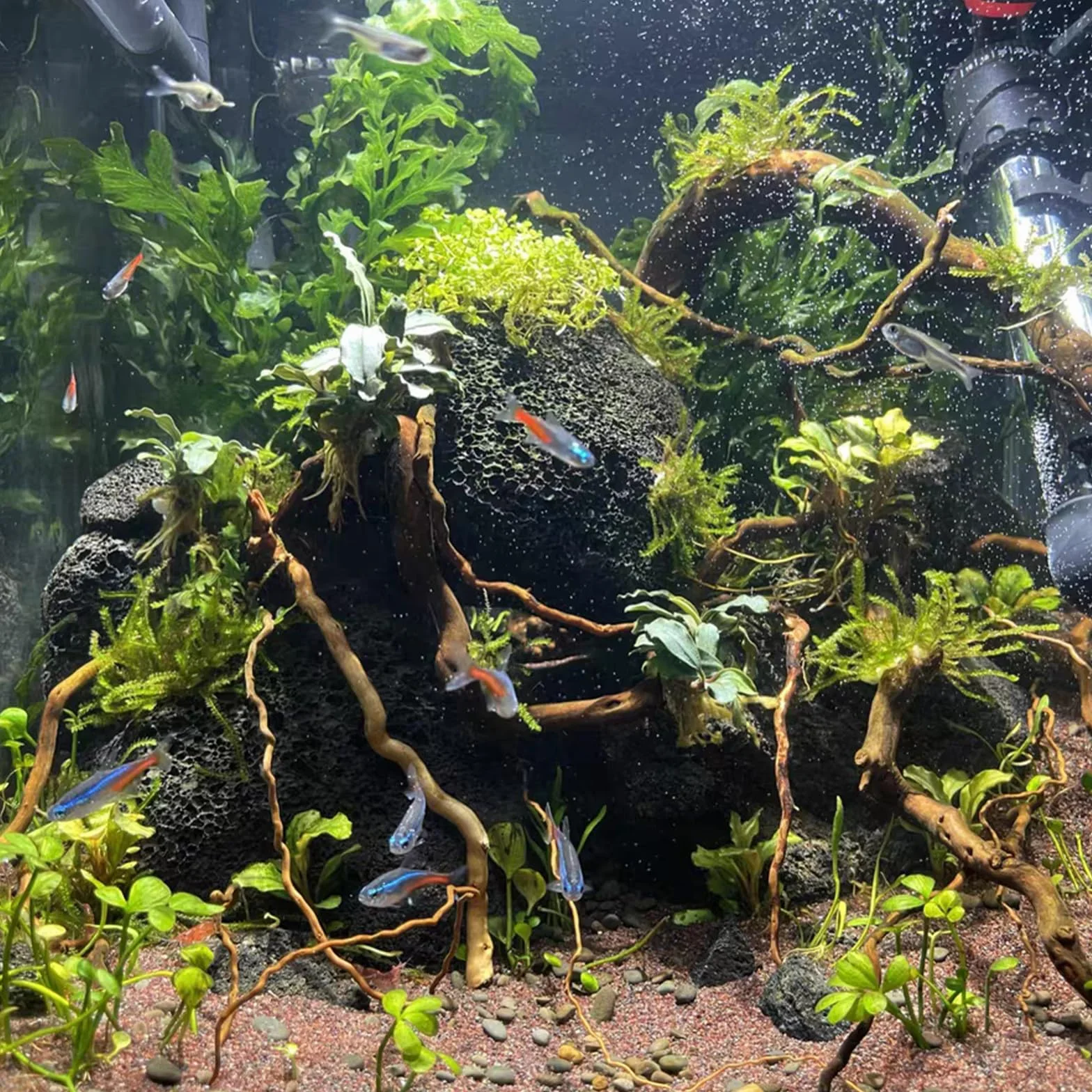 emours - Rami naturali per acquario, [170g] (40–80 cm / 16–32 pollici) - Rami unici di radice/ragno in legno per acquari, vasche con piante e terrari, decorazione per pesci e piante, ogni pezzo unico