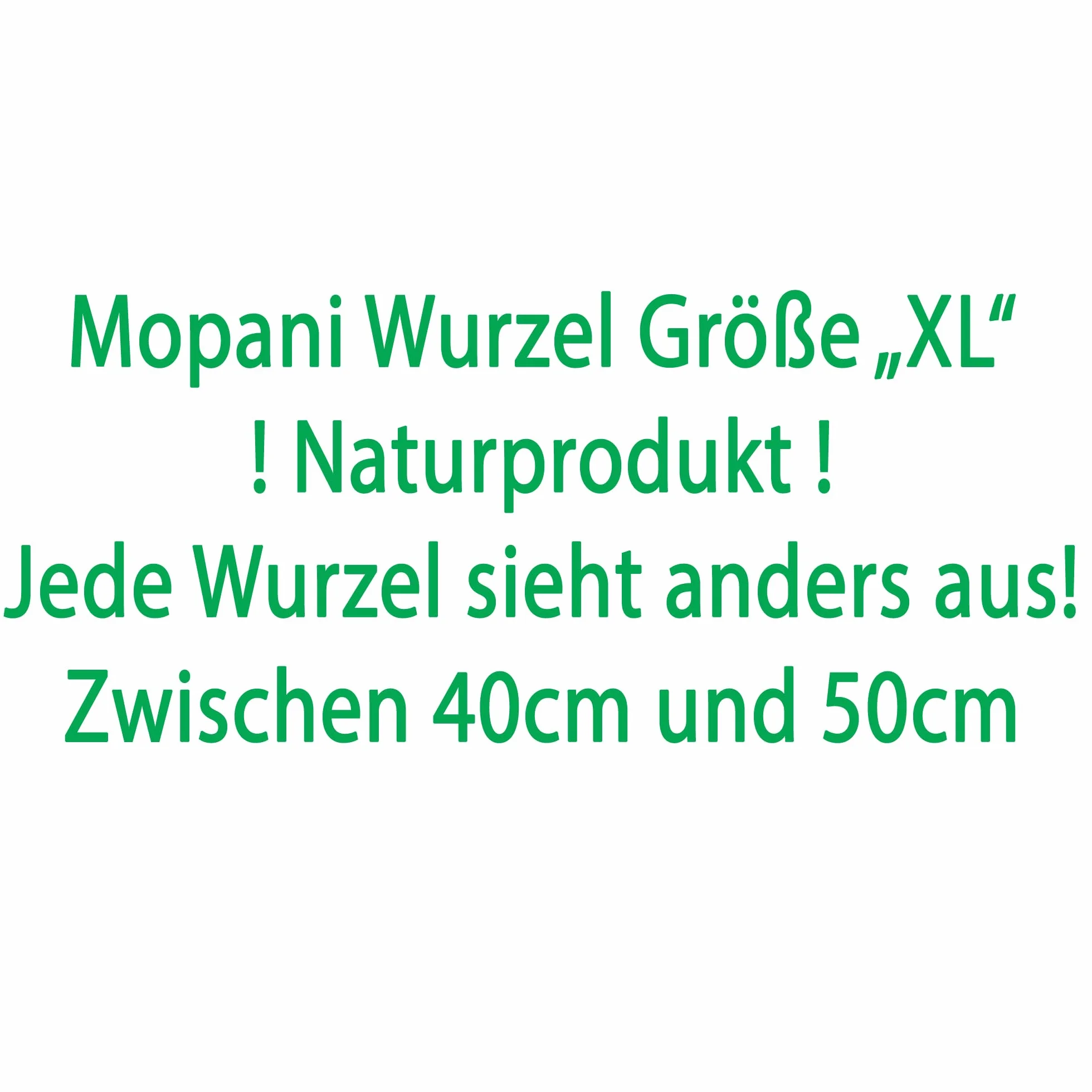 Mopani radice XL // radice in vero legno decorazione per acquario, gamberetti, pesci d'acquario Hard Scape 40 cm - 50 cm (Mangrove Savanna) Aquascaping
