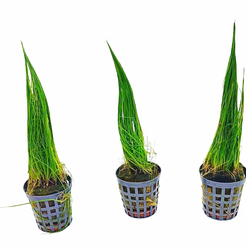 Eleocharis acicularis in Vasetto – Pianta Tappezzante per Acquario Dolce | Singola o Tris | Ideale per Primo Piano (Tris, 3, unità)