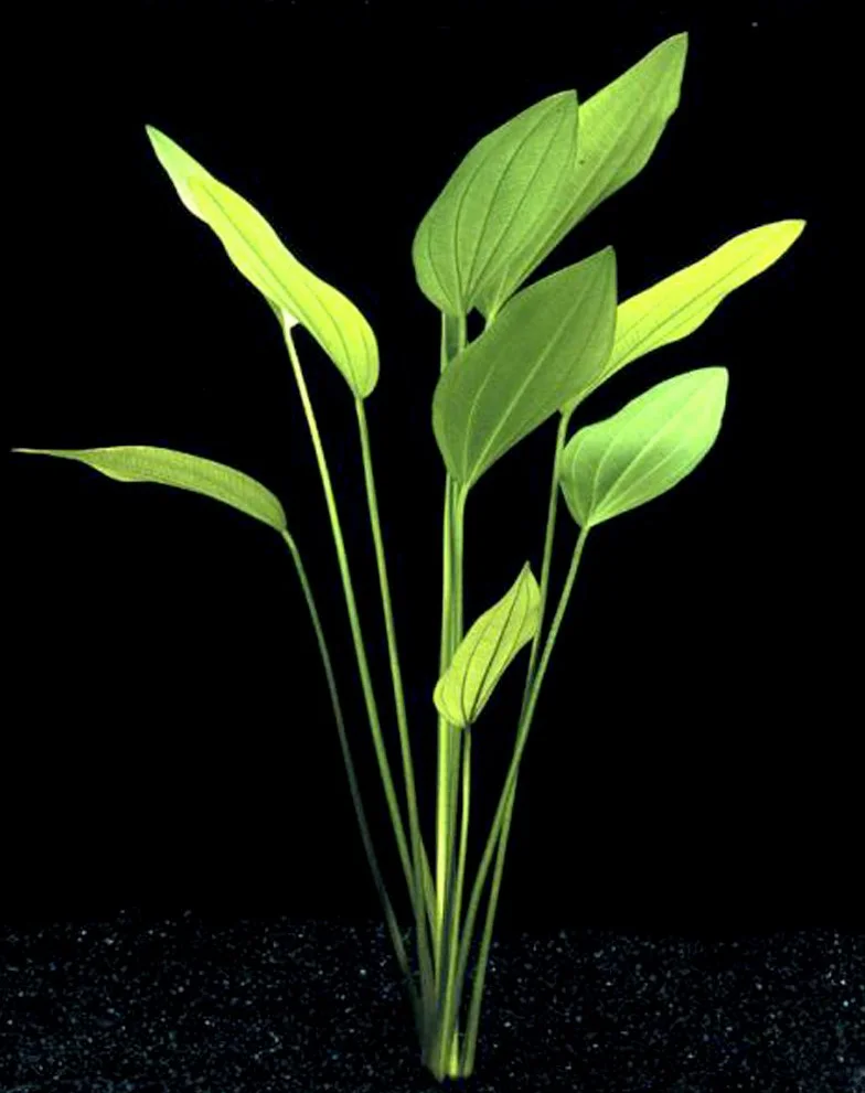 25 piante vive per acquario / 9 diversi tipi – Echinodorus amazonicus, Anubias, felce di Giava, Ludwigia e molte altre Un bel gruppo di piante acquatiche per acquari da 45 – 68 litri.
