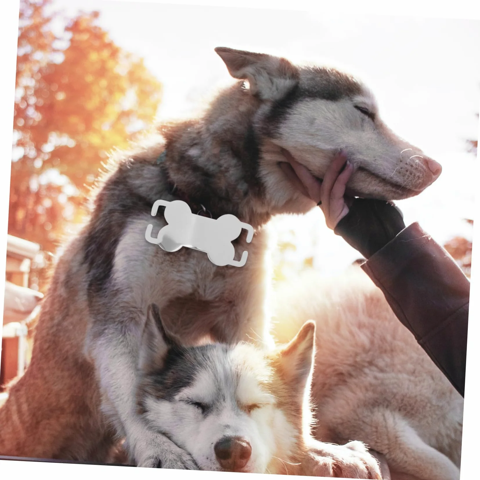 BESPORTBLE 24pezzi Titolo Proposto Medagliette Per Animali Acciaio Inossidabile Forma Di Osso Da Targhetta Id Per Cani e Gatti Personalizzabile Per Telefono Resistente e Durevole