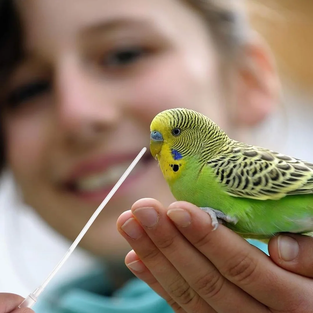 10 Pz Alimentatore Pappagalli, Inclusa 1 Siringa da 10 ml, Uccelli Alimentazione Tubi Veloce Alimentazione Tubo per Bambino Pet Uccelli