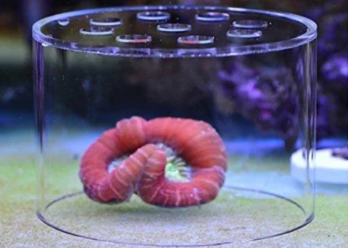 Copertura di protezione per corallo alimentazione morbido colore marino