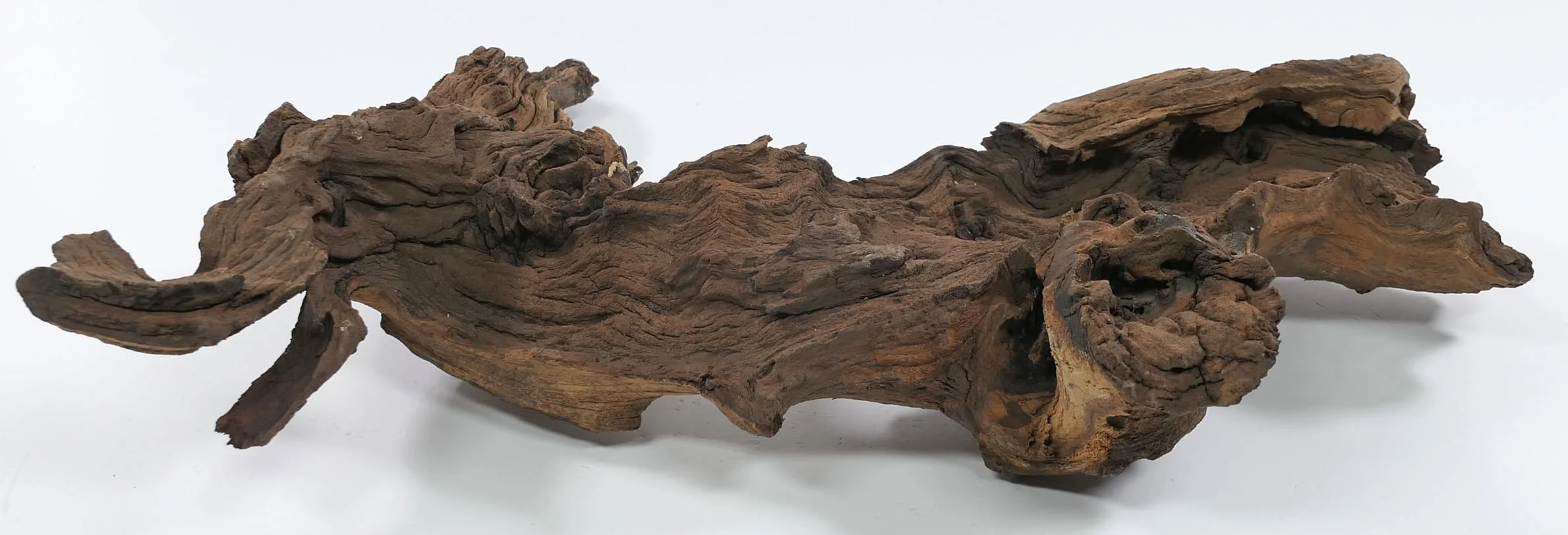 Mopani radice XL // radice in vero legno decorazione per acquario, gamberetti, pesci d'acquario Hard Scape 40 cm - 50 cm (Mangrove Savanna) Aquascaping