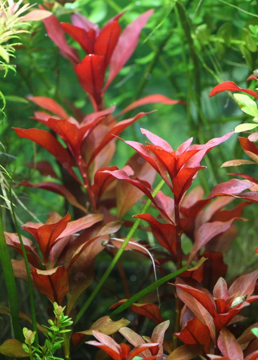 Ludwigia repens 'Rubin' - 2 Mazzo - Piante Vive per Acquario