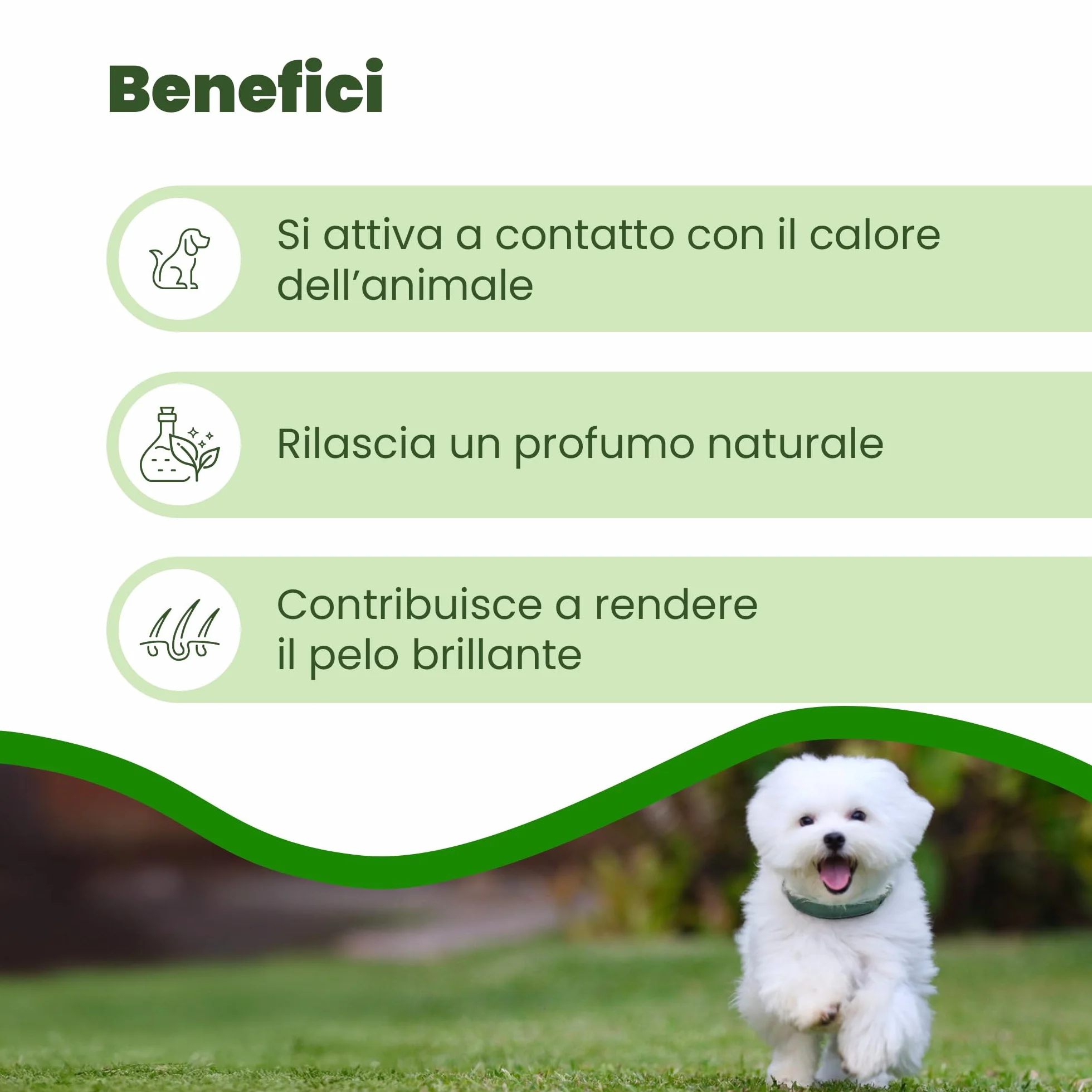 CAMON | Collare Olio di Neem per Cani di Taglia Piccola, 35cm, Protezione Naturale
