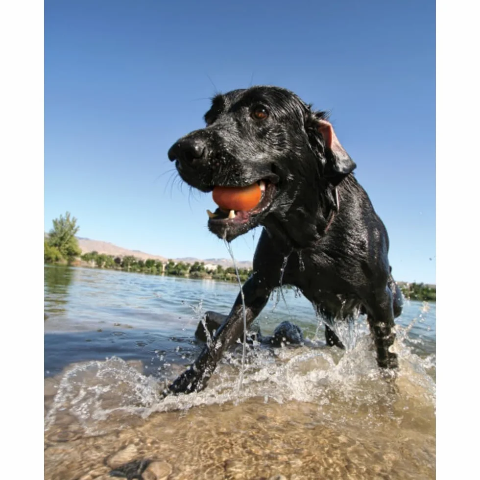 Kurgo - Gioco da Riporto per Cani adatto al Gioco in Acqua, con Struttura Resistente, Elementi Galleggianti, Colori Vivaci e Materiale Non Tossico - Confezione da 3