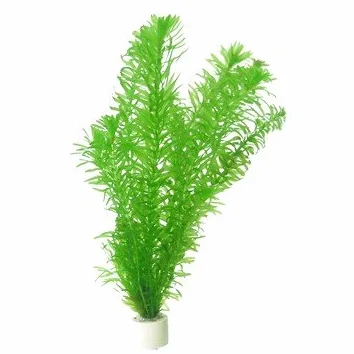 Egeria densa - 1 x Mazzo - Piante vive per acquario