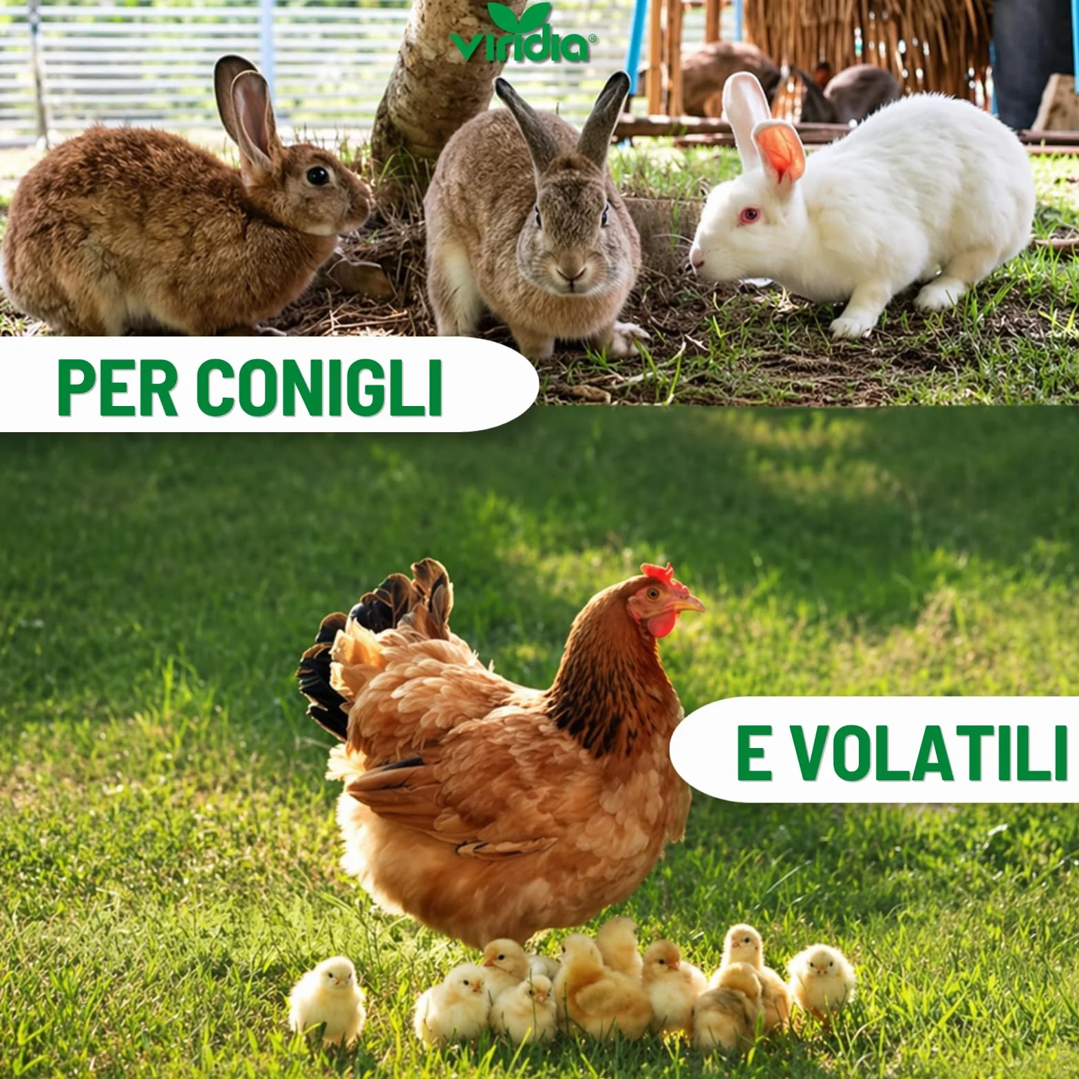 viridia Coccidion Tabs g 10 – Mangime Complementare in Compresse Effervescenti per Volatili e Conigli – con Vitamina C e Vitamine del Gruppo B