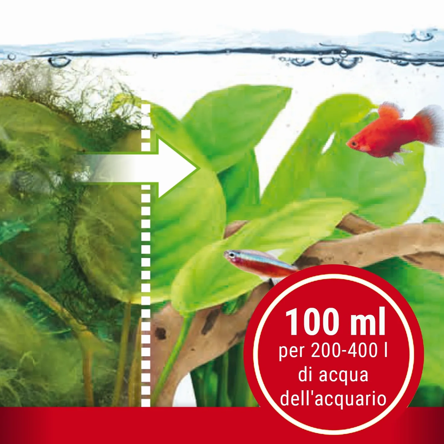 Tetra Algumin Combatte Efficacemente Ogni Tipologia Di Alghe, 100 ml