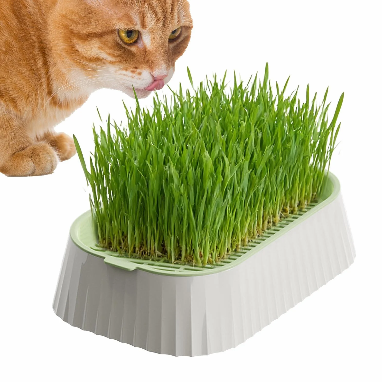 Erba per gatti – erba per gatti biologica, facile da coltivare, pianta sempreverde, supporto digestivo ideale per gatti, supporto (12 cm, 20 – 30 Cm), sottovaso, vasi da fiori, piante