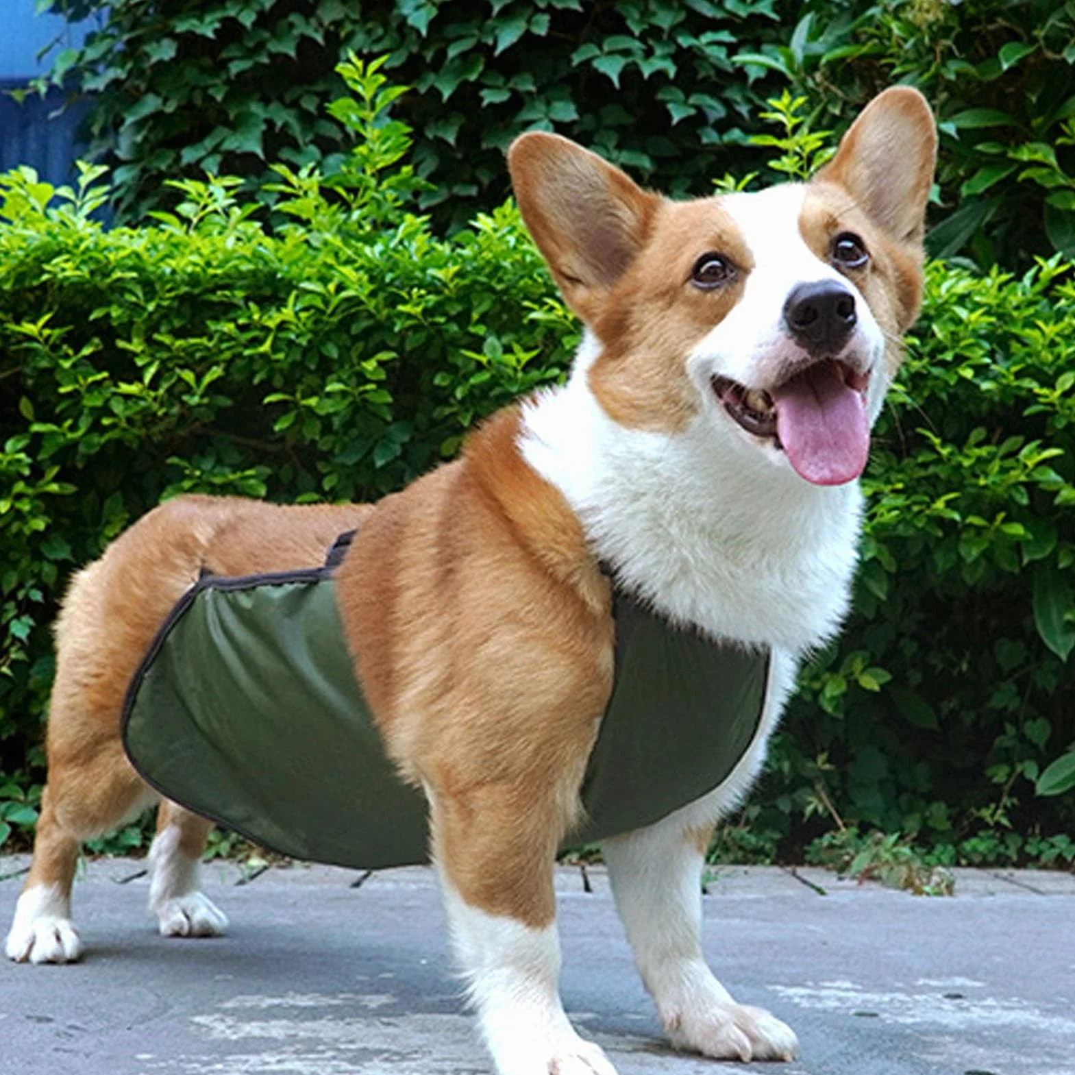 Grembiule per Cani Protezione per la Pancia Bavaglino Impermeabile per Cani Protezione per il Torace Gilet Protettivo per Animali Domestici per Cani Maschi e Femmine Corgi Bassotto Bulldog(M-OD Verde)