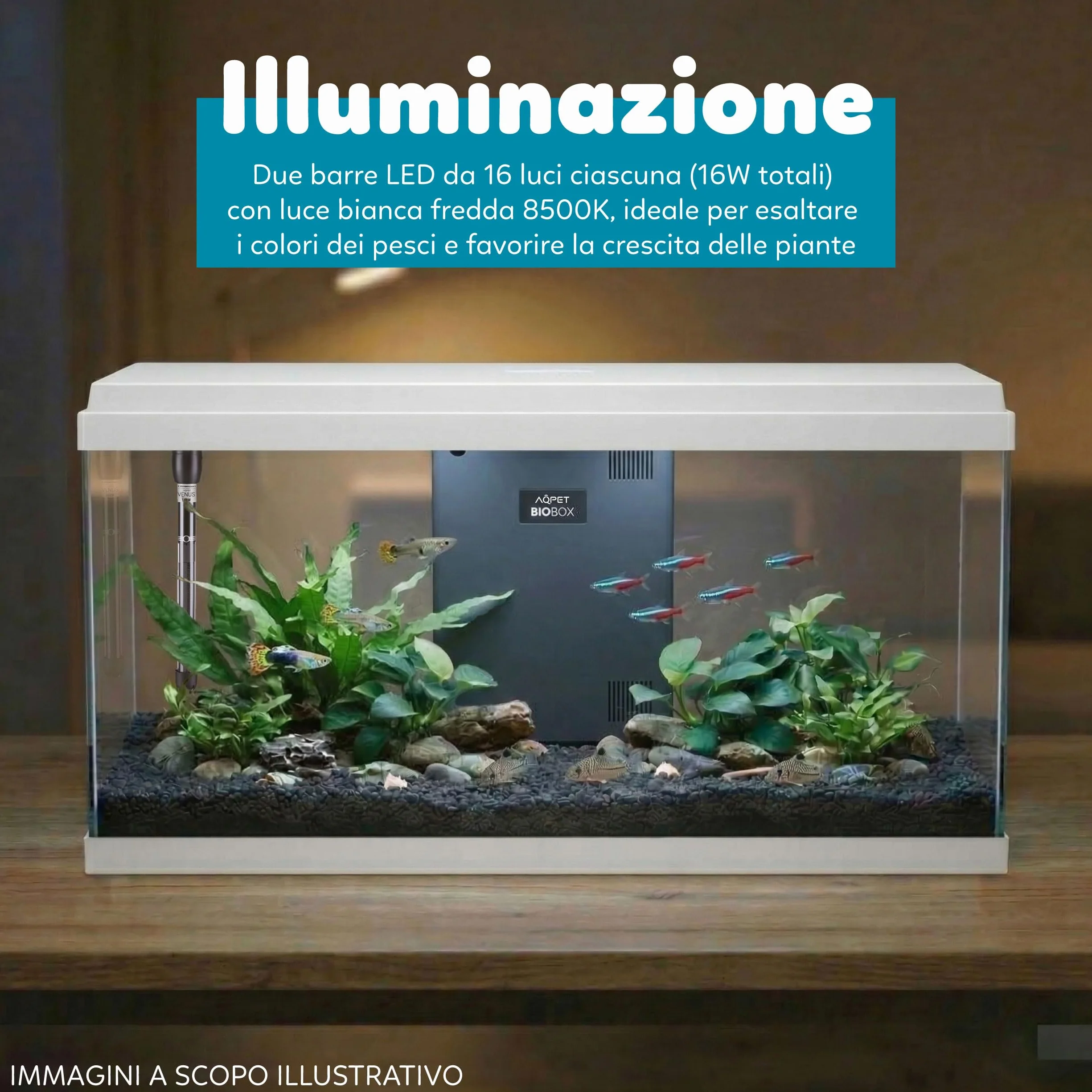 Aqpet Acquario in Vetro per Pesci tropicali Completo di Accessori Filtro Luce Simply, 100 80x32x47 cm 100 Litri, Bianco