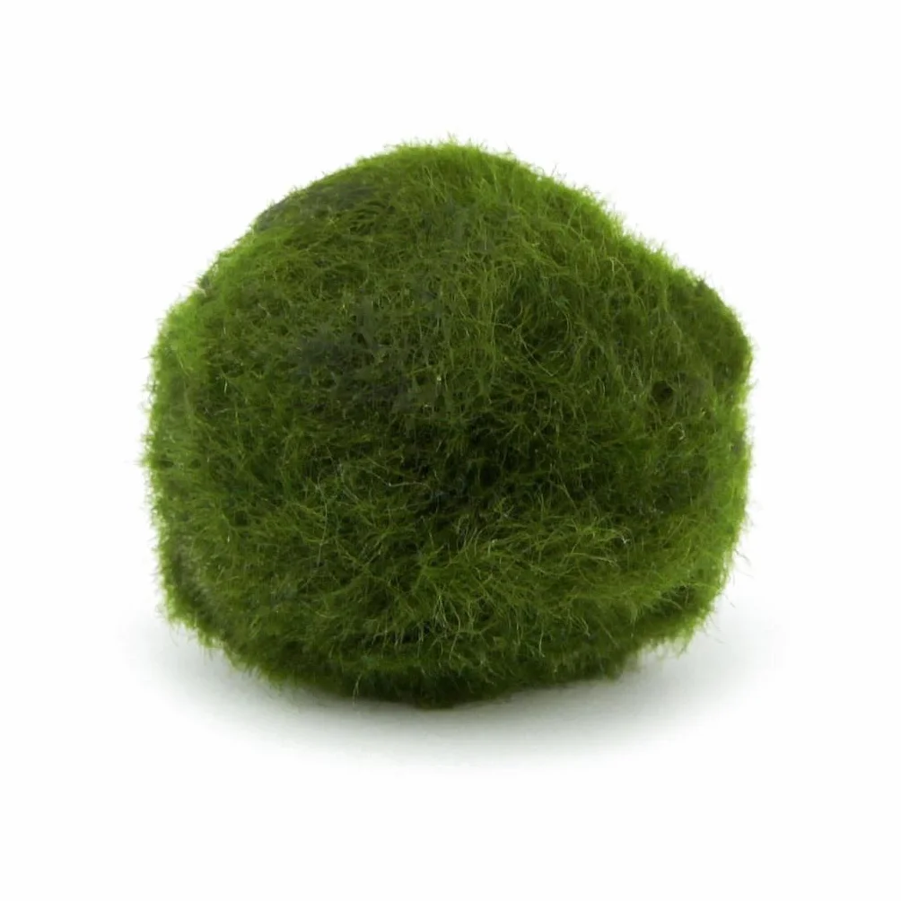 Cladophora Aegagropila Marimo 2-4 cm Confezione da 5 pezzi