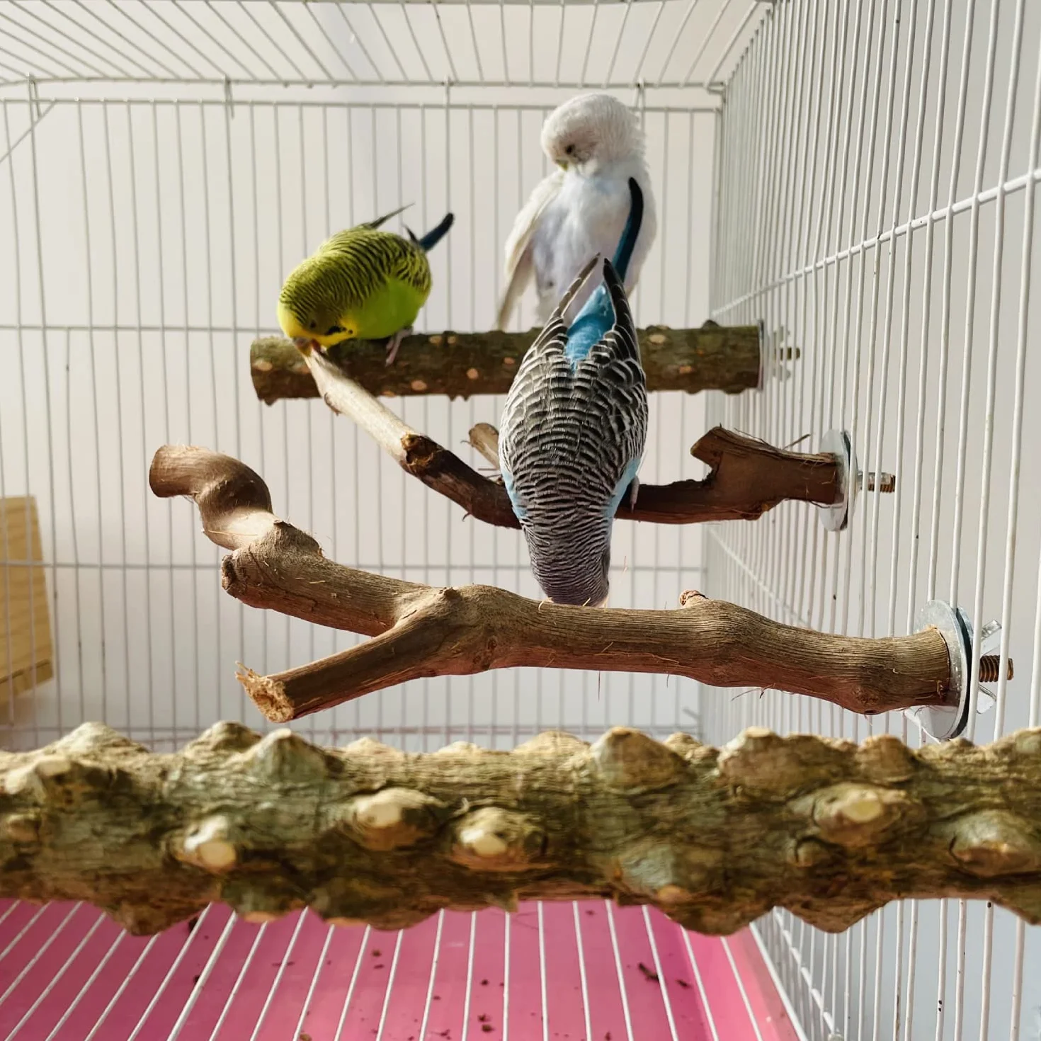 5 Pz Posatoi in Legno di Uccelli, Posatoi per Uccelli, Trespolo per Uccelli e Pappagalli, Ramo D'uva Naturale Giocattolo Posatoi per Uccelli Legno Naturale per Cacatua, Cocorite