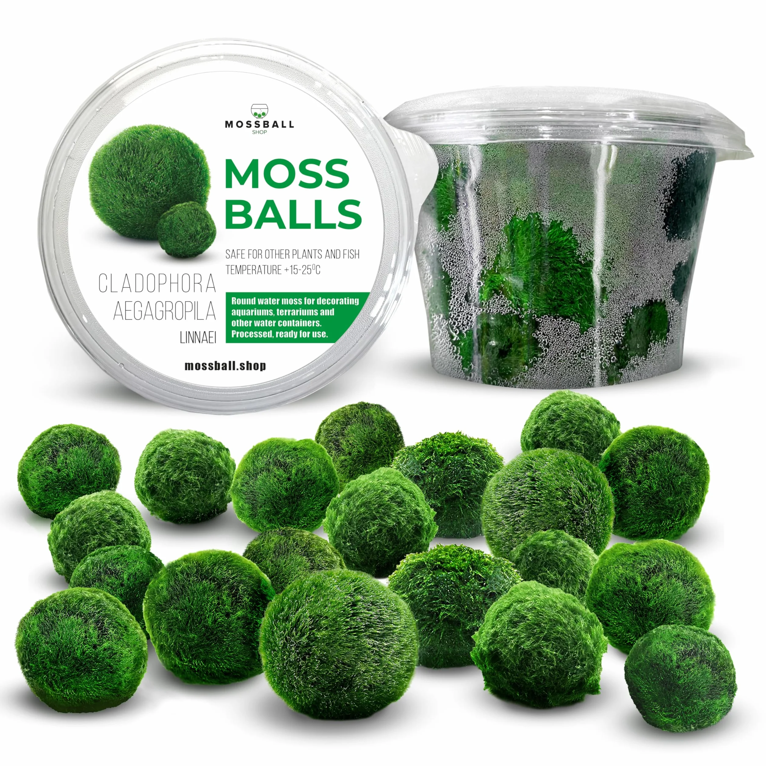 10 pezzi + 1 sfere di muschio per acquario, Cladophora aegagropila linneiae muschio, piante acquarie, muschio, decorazione per acquario, piante vere, marimo, moosball (2-3 cm)