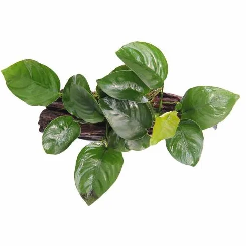 ANUBIAS NANA su legno 10 cm
