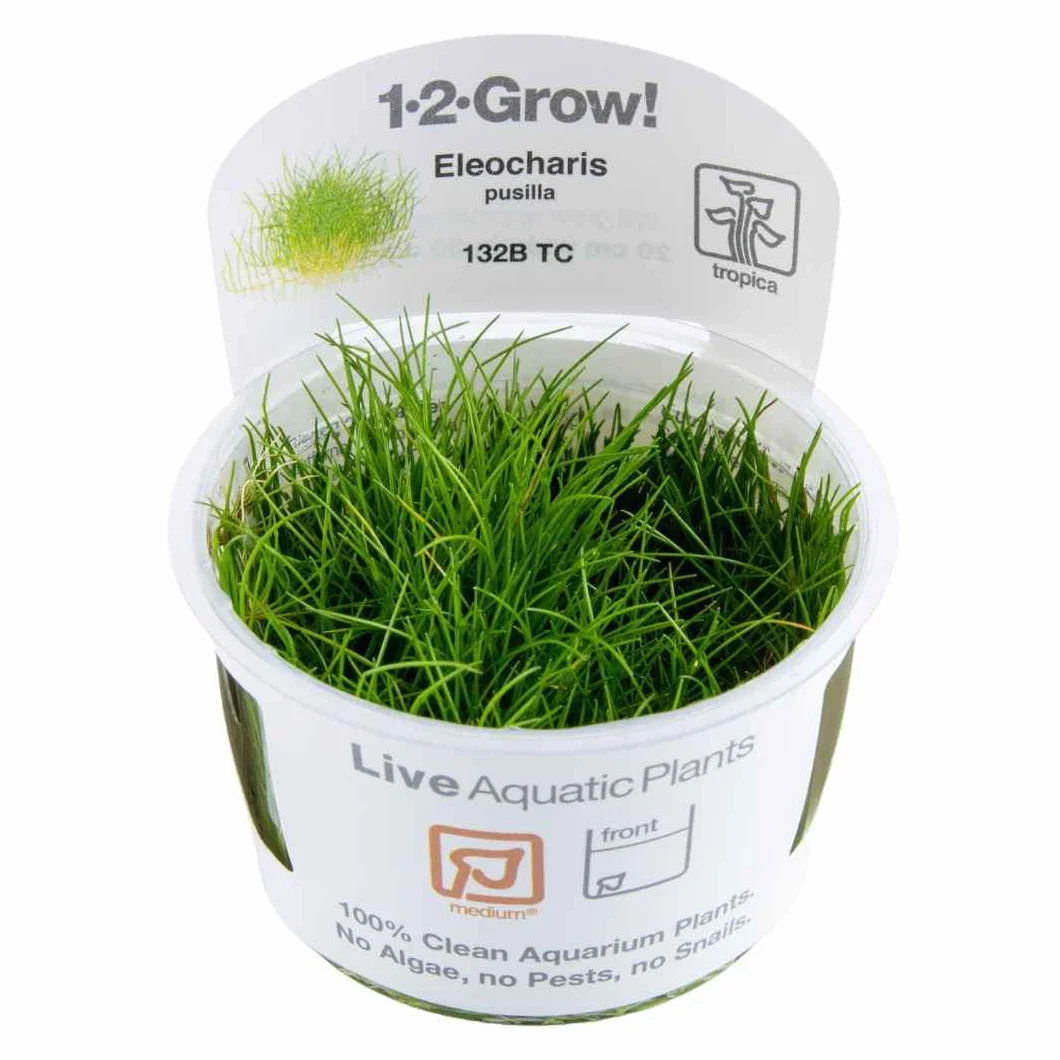 TROPICA 1-2-GROW! ELEOCHARIS ACICULARIS - Mini PIANTA Acquario Dolce AQUASCAPING